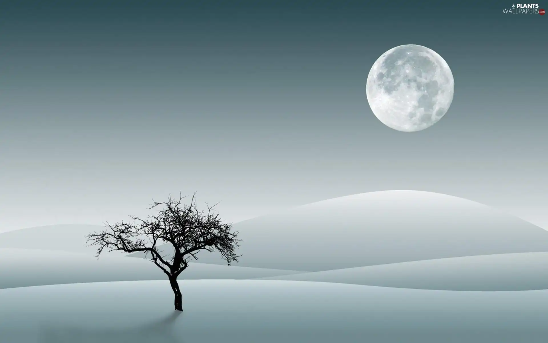 moon, graphics, trees, snow, winter