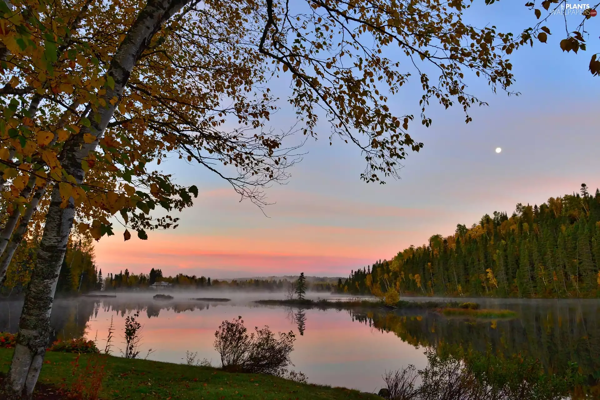 forest, lake, Great Sunsets, Fog, autumn, birch, moon