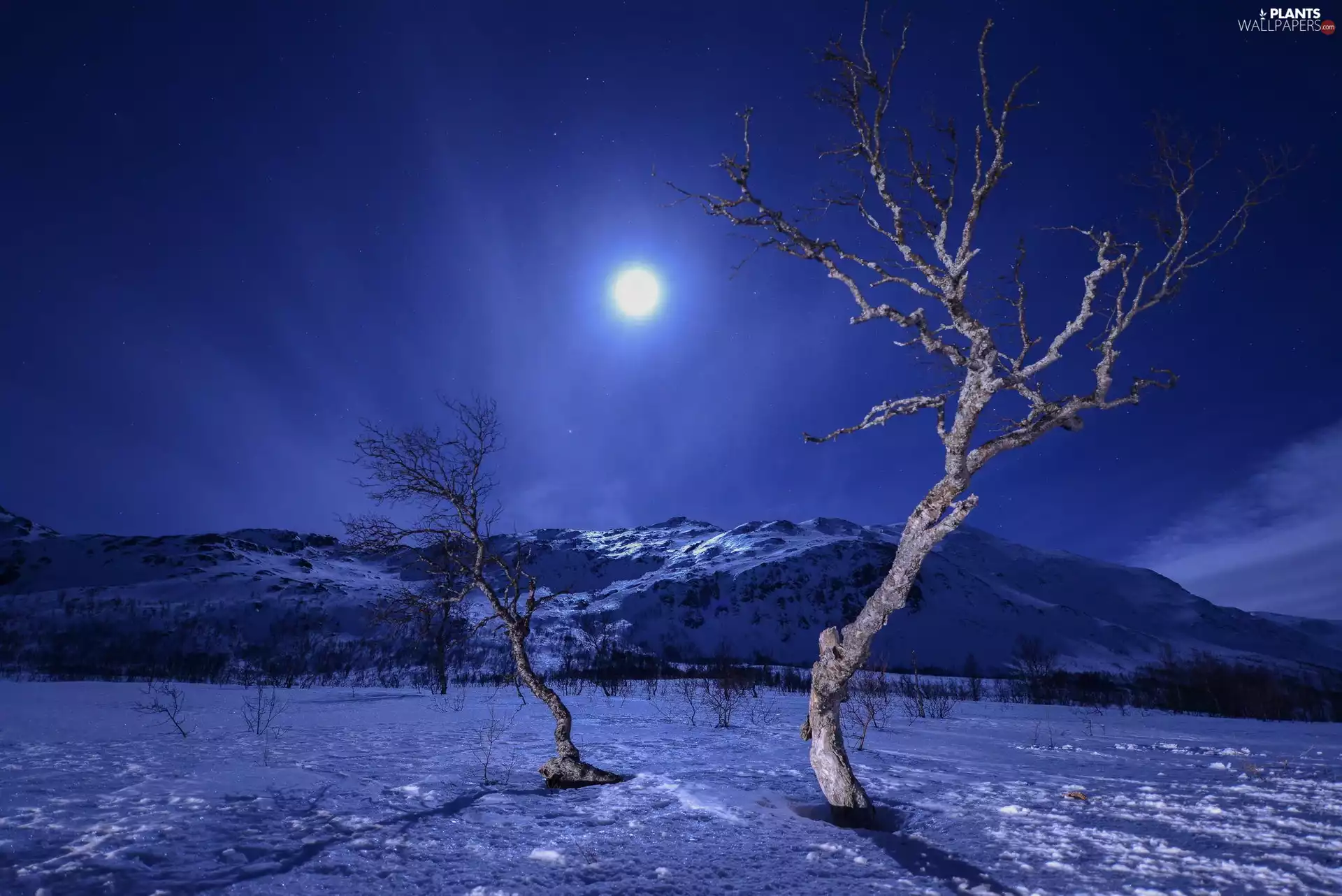 viewes, moon, Mountains, trees, winter
