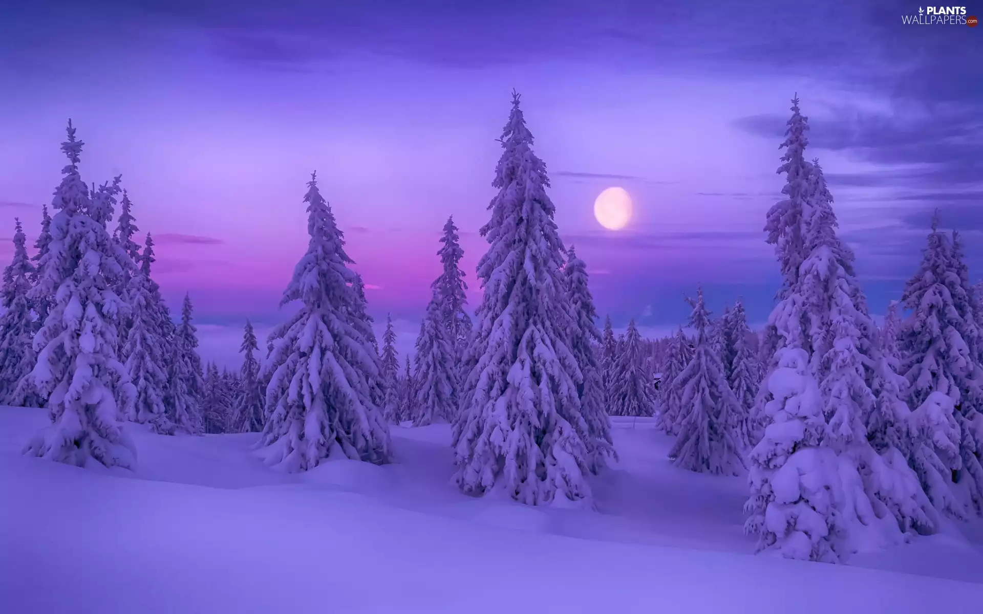 forest, winter, viewes, moon, trees, Night