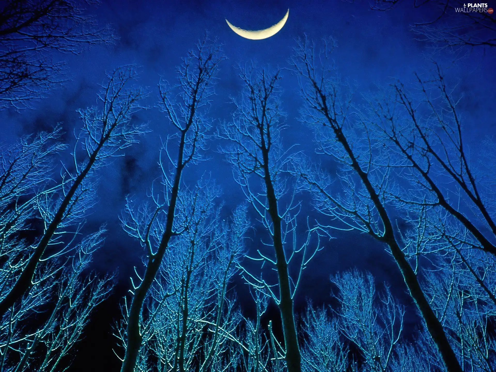 Night, viewes, moon, trees