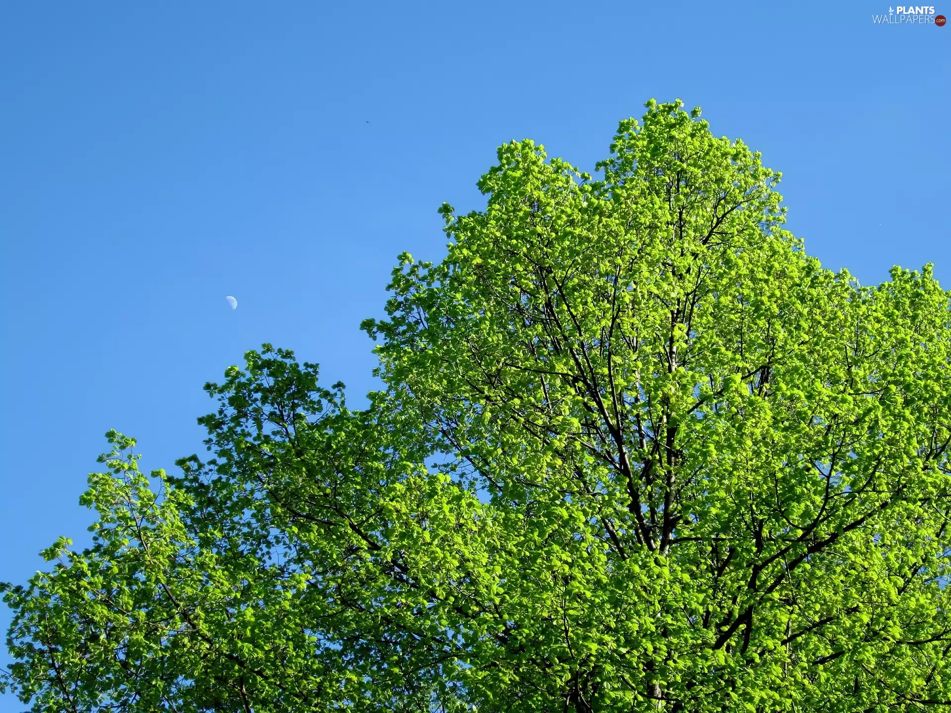 moon, trees, Sky