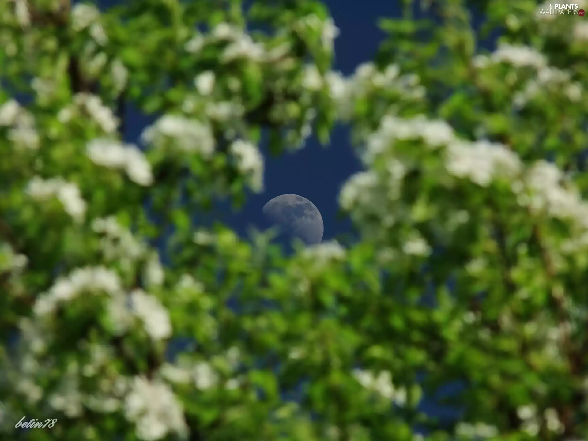 Sky, trees, viewes, moon