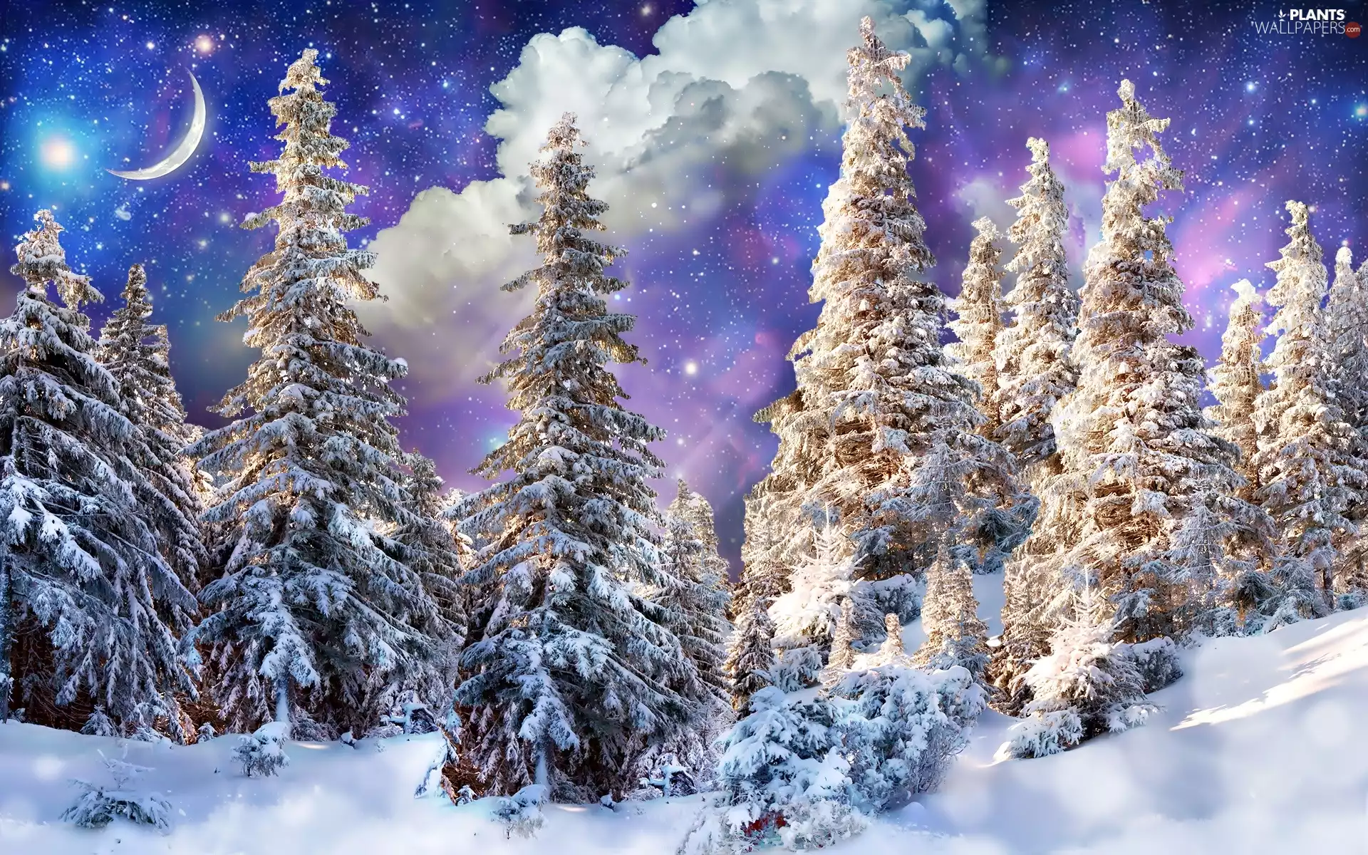 forest, winter, Night, moon, Spruces, snow