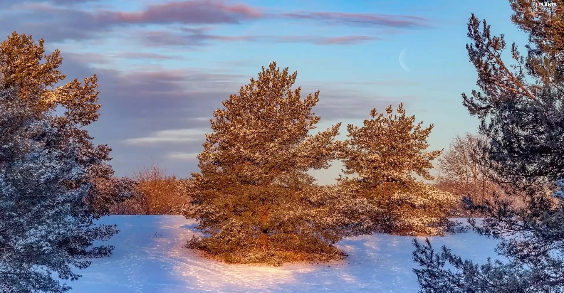 trees, winter, Plants, moon, viewes, snow