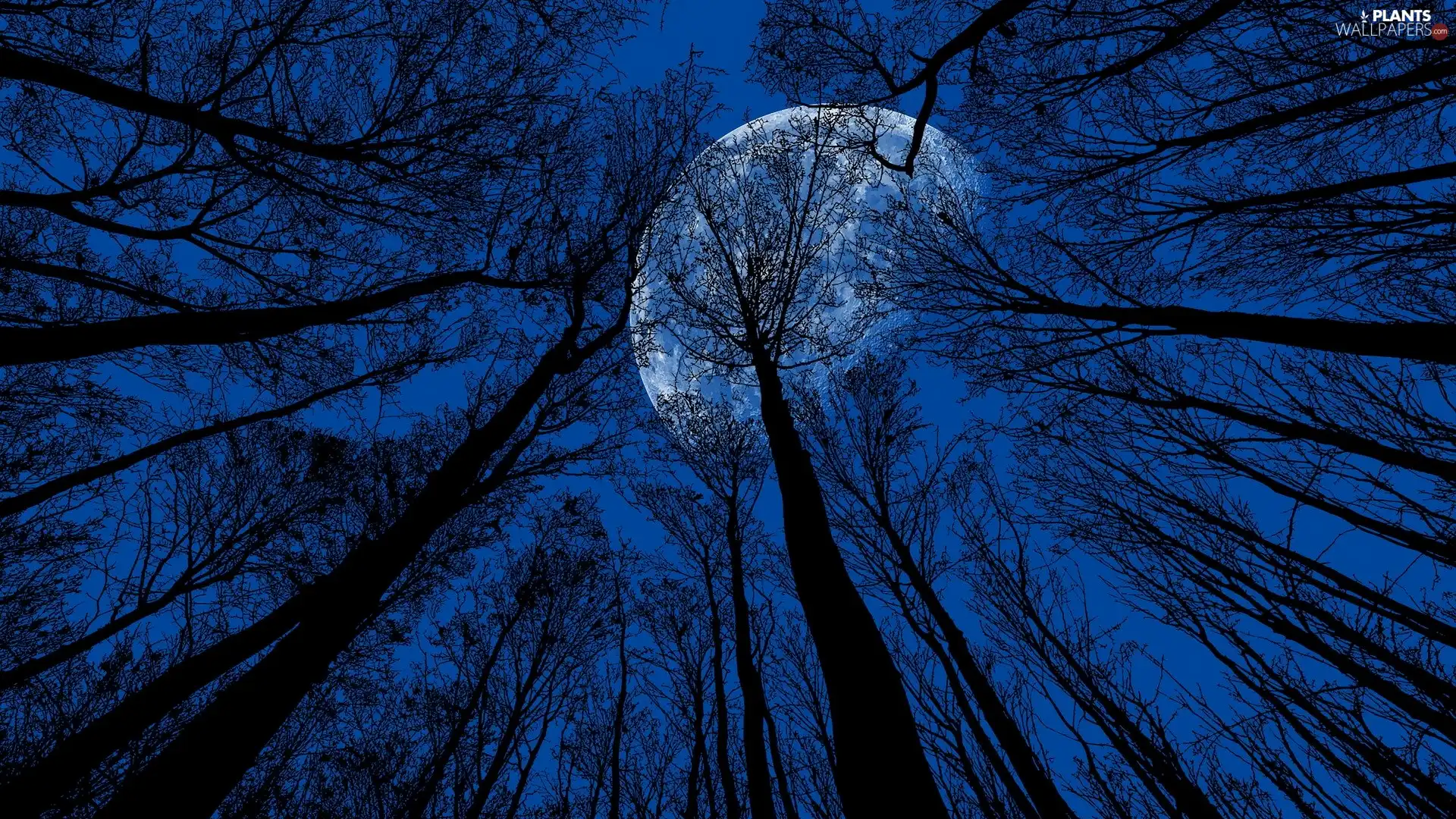 Night, moon, trees, viewes, vertices