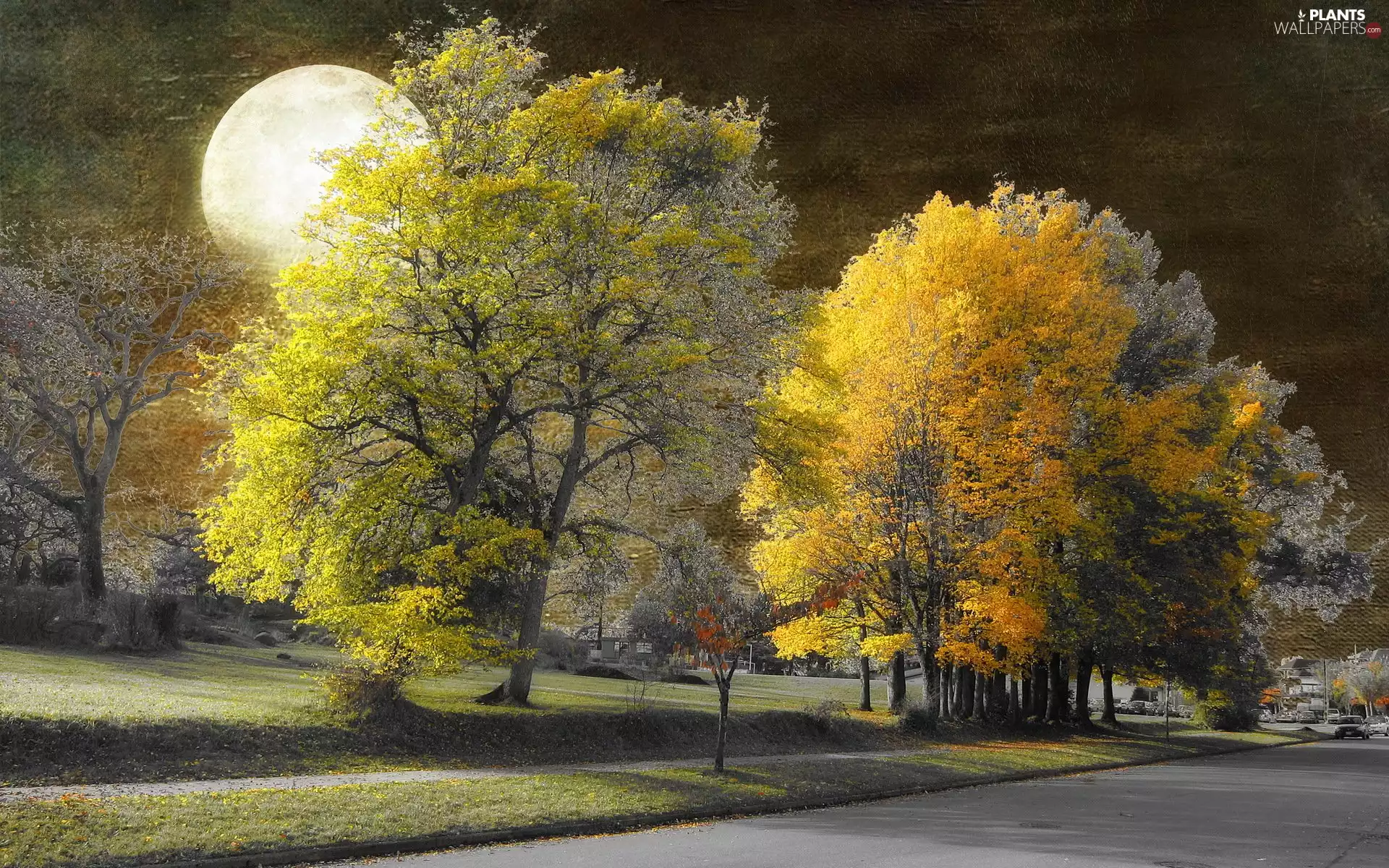 Night, moon, trees, viewes, Way