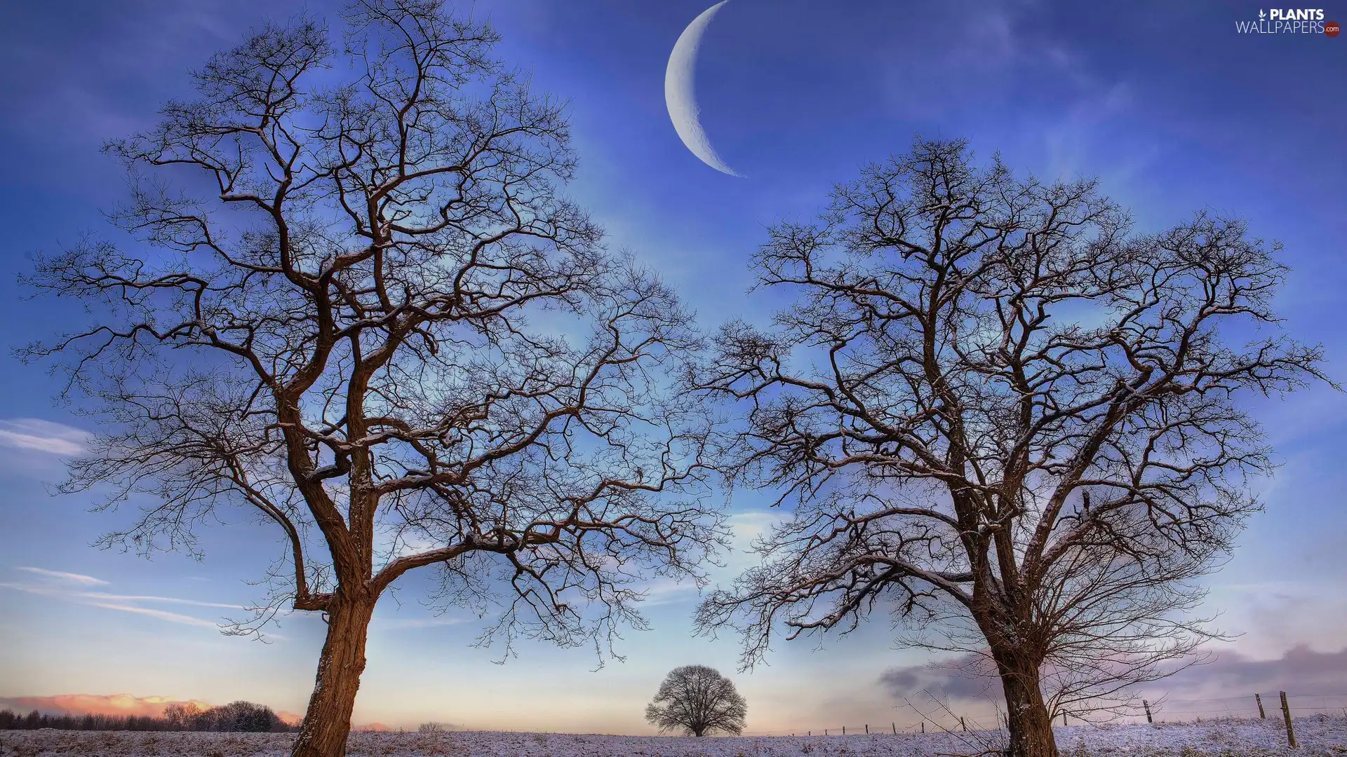 moon, trees, viewes