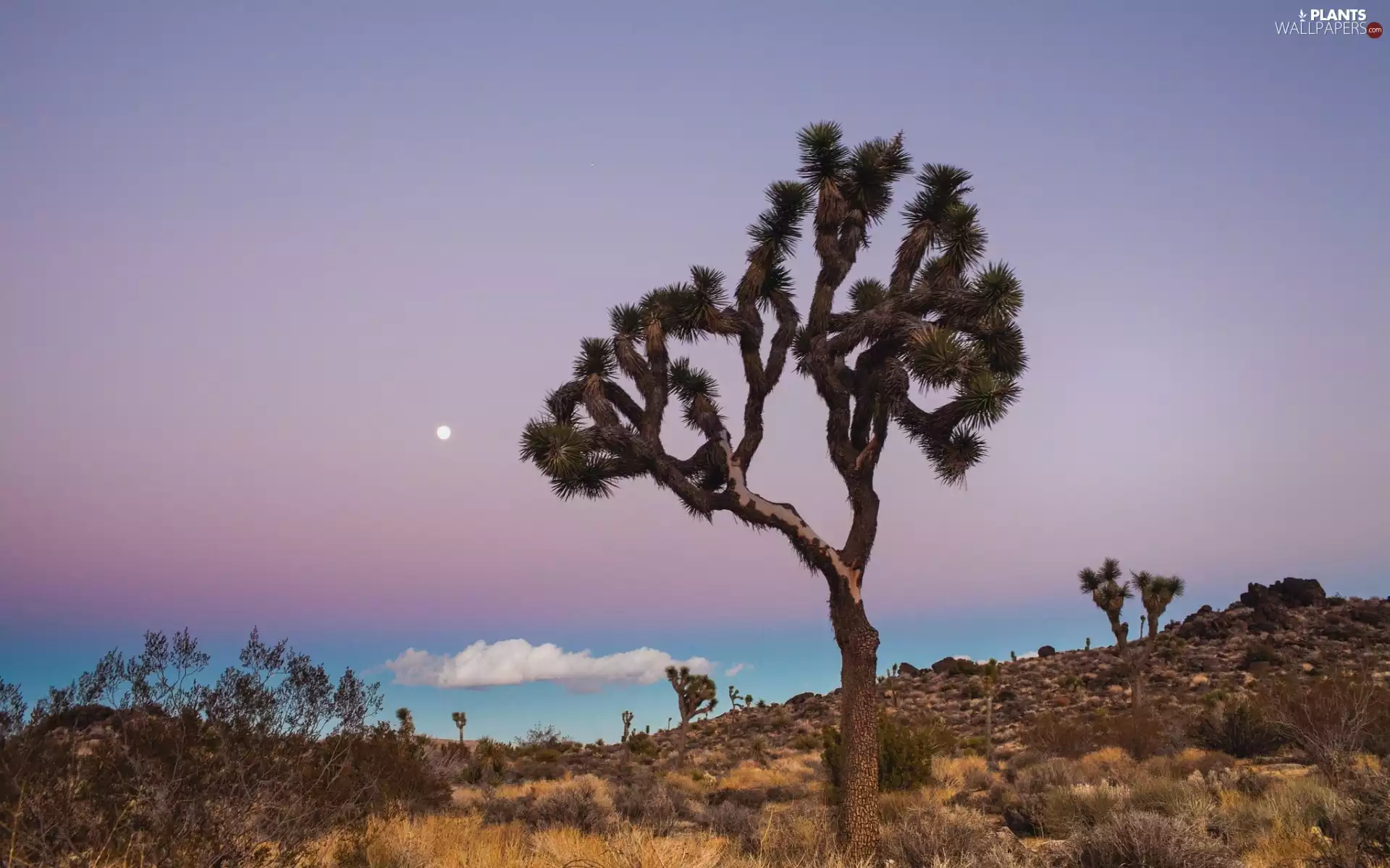 Sky, moon, viewes, grass, trees