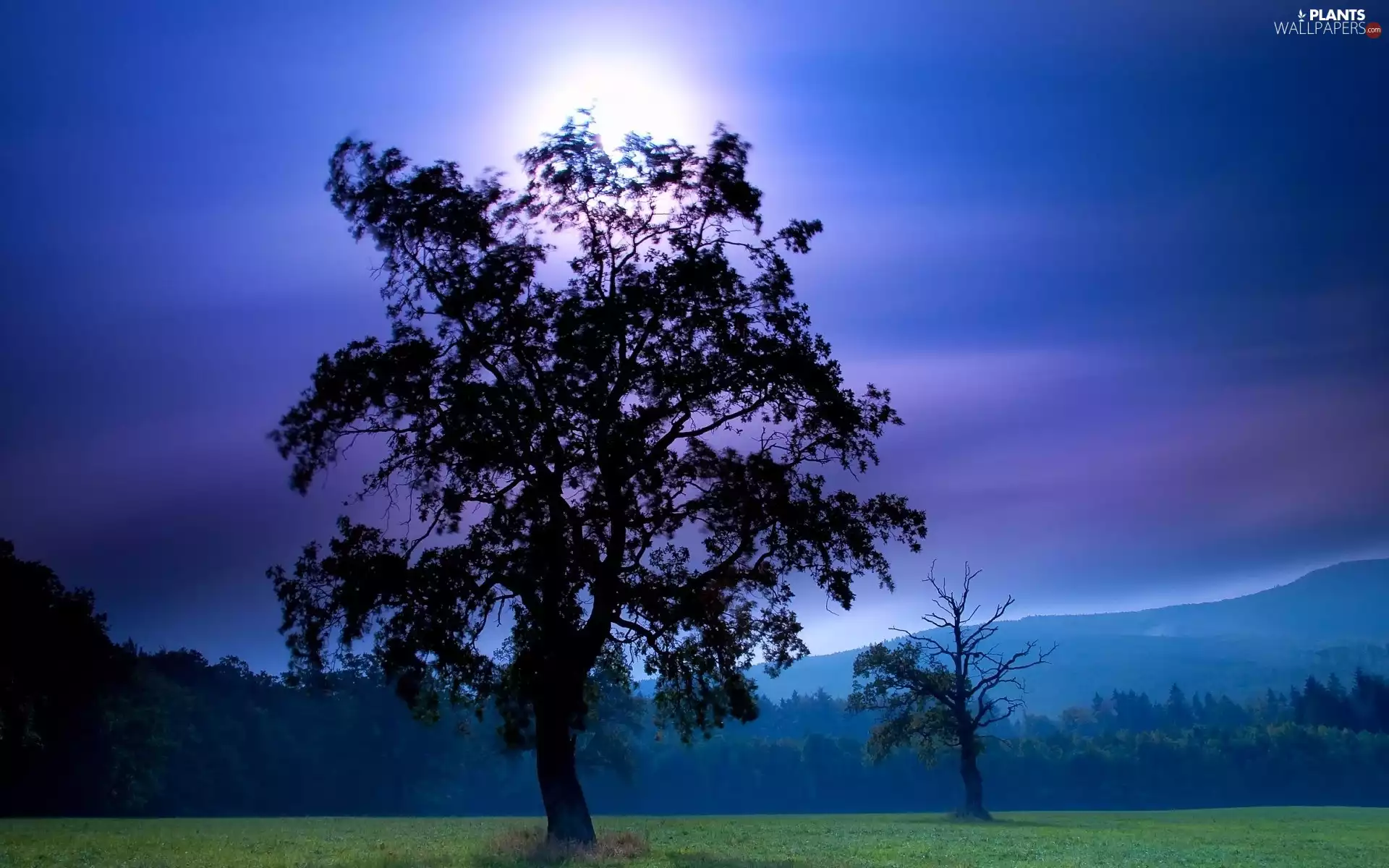 Night, moon, viewes, Mountains, trees