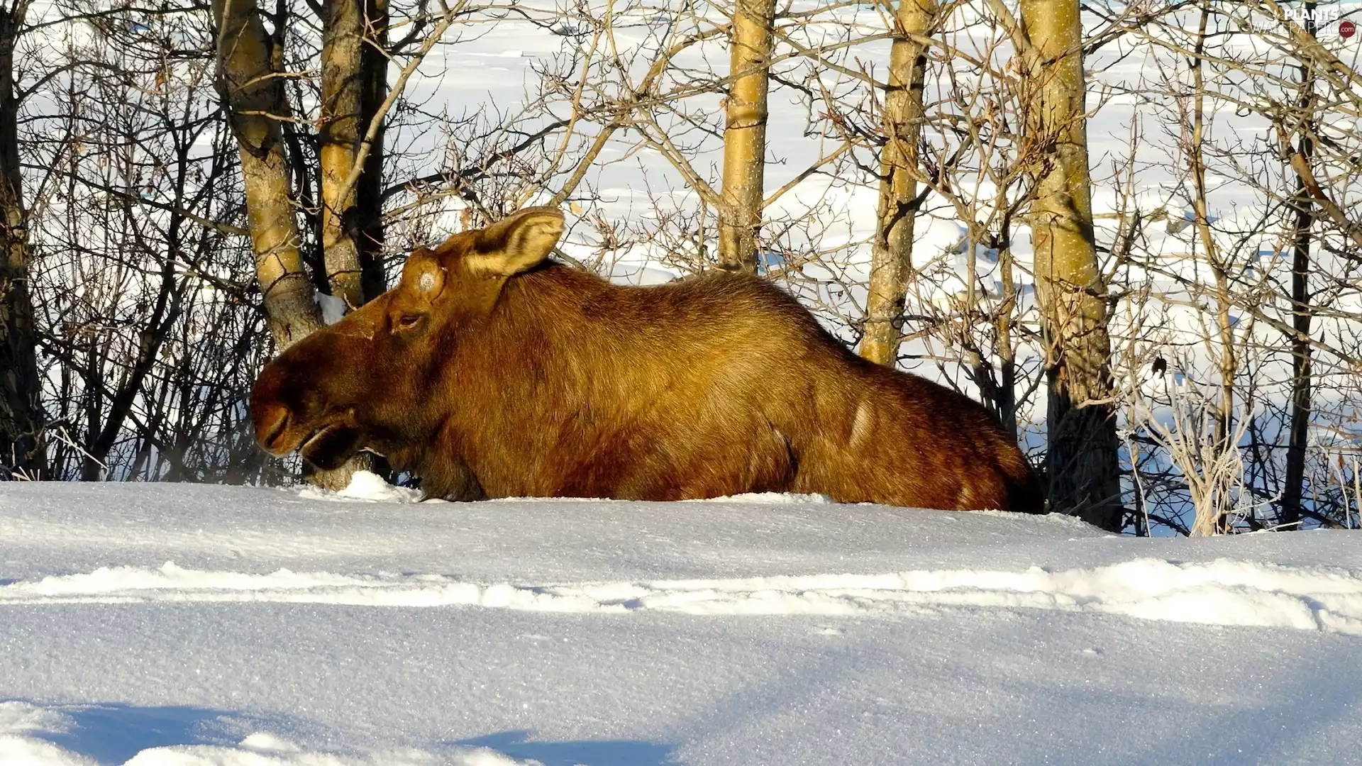 snowdrift, moose, trees, viewes, dawn