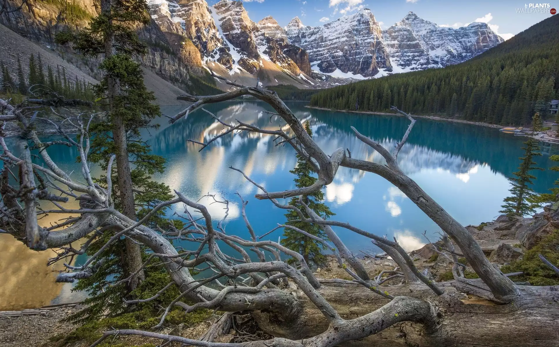 Province of Alberta, Canada, Banff National Park, Lake Moraine, trees, viewes, lake, fallen, Mountains