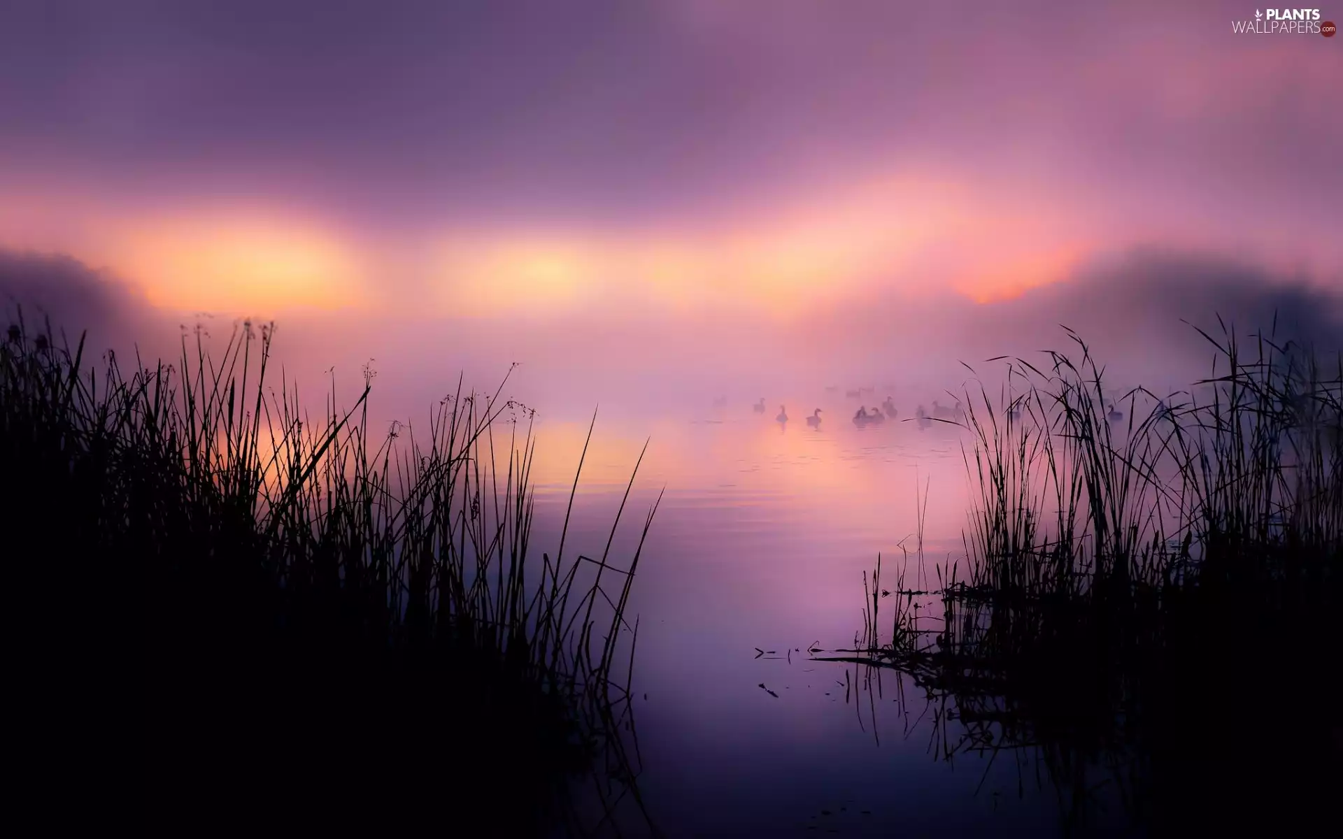 Fog, morning, ducks, grass, lake