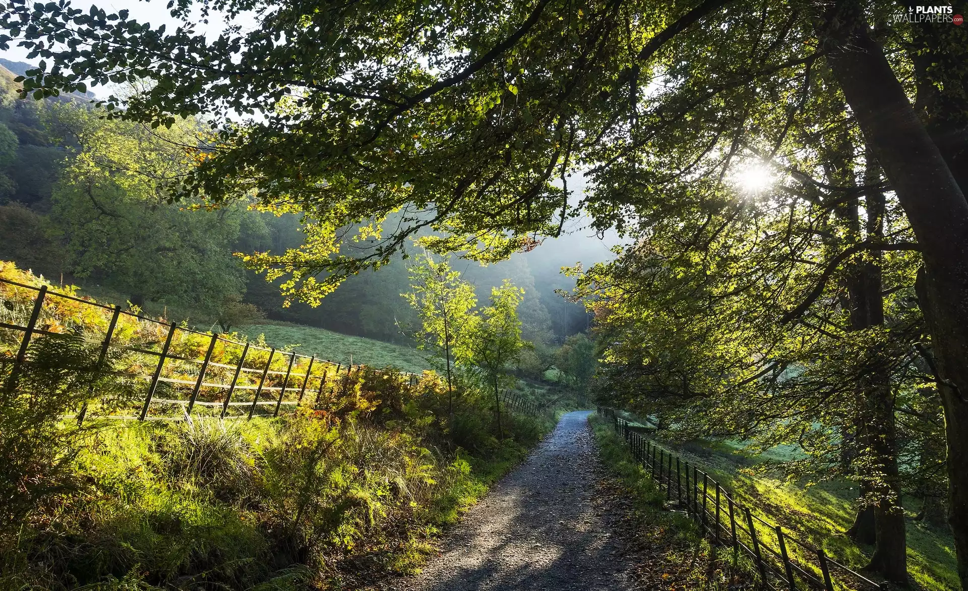 fence, Way, viewes, morning, trees, Fance