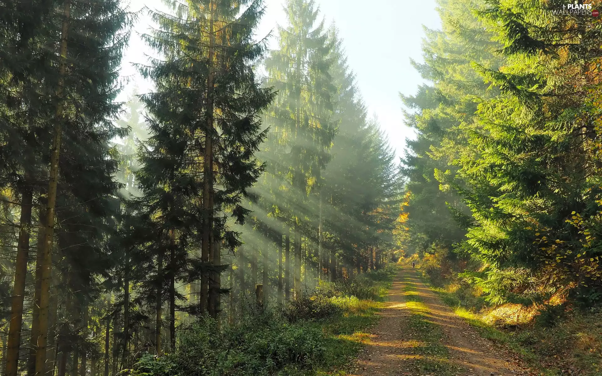 sun, ligh, flash, Spruces, viewes, luminosity, Przebijające, Way, sunny, morning, trees, forest