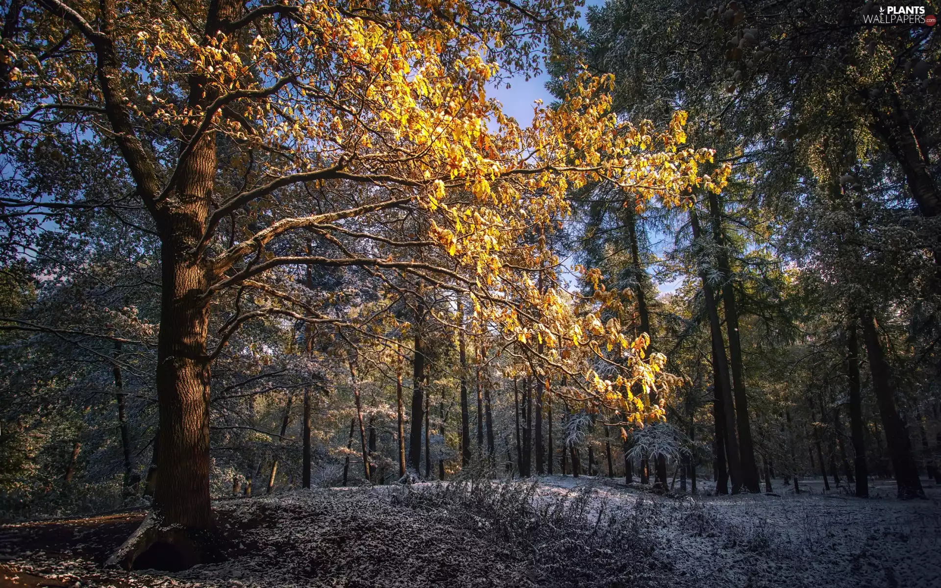 trees, winter, snow, morning, viewes, forest