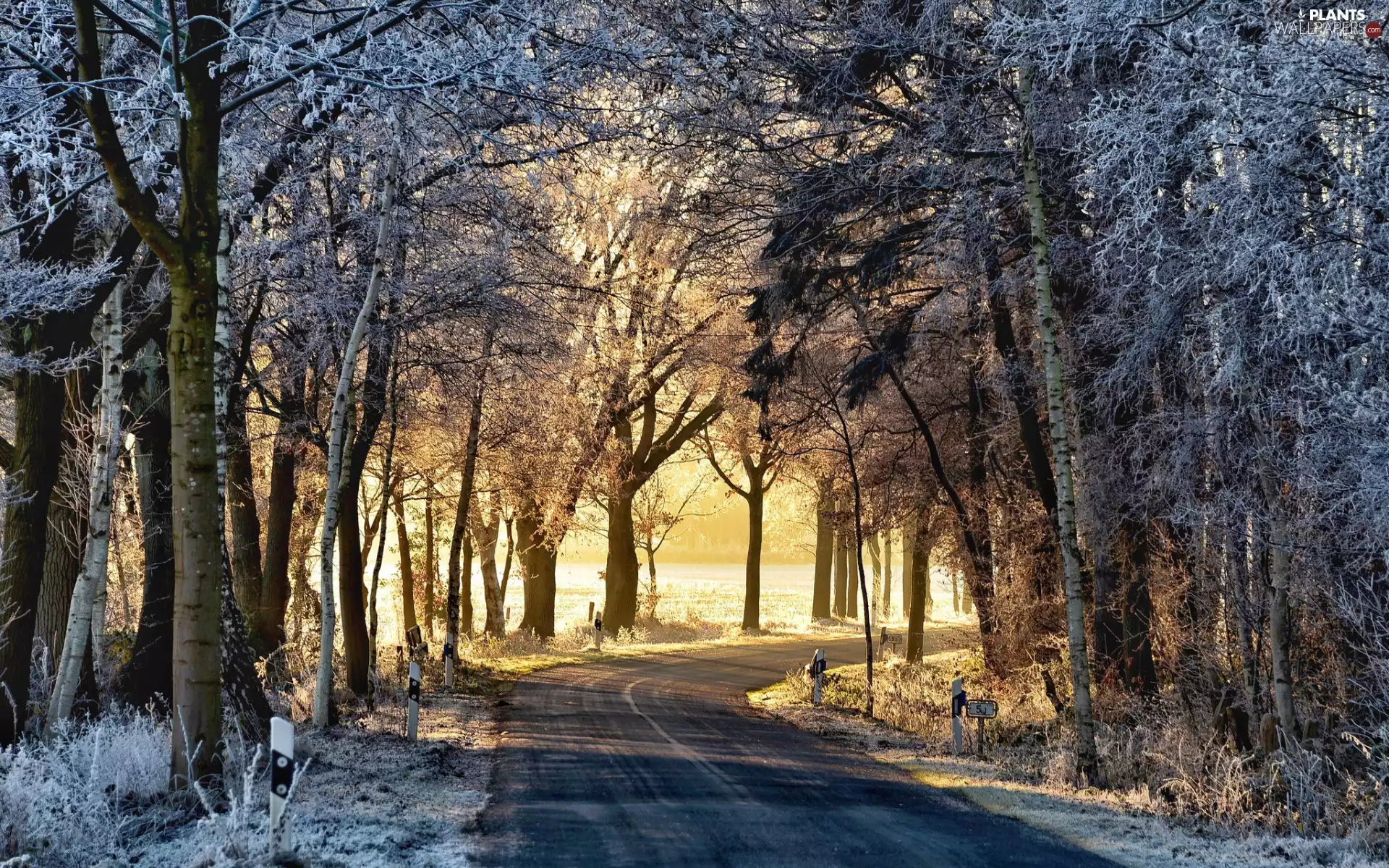 frosty, Way, viewes, morning, trees, Frost