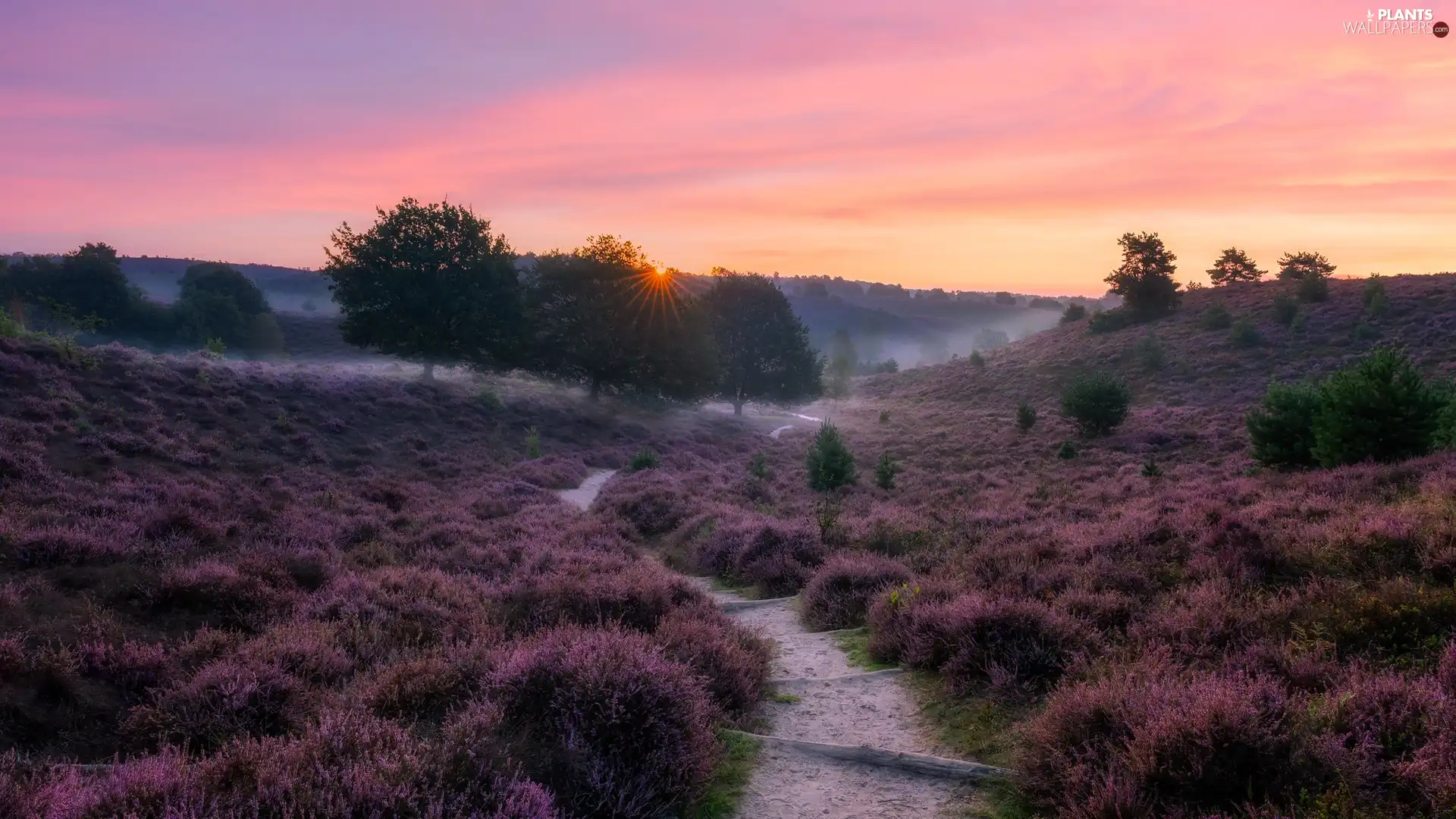 rays of the Sun, heathers, trees, morning, viewes, car in the meadow, Path, heath, Fog, hills