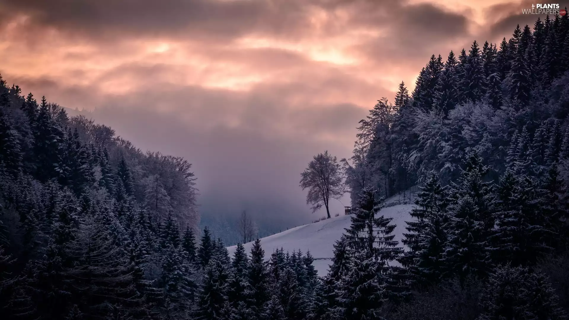 trees, winter, forest, morning, viewes, Mountains