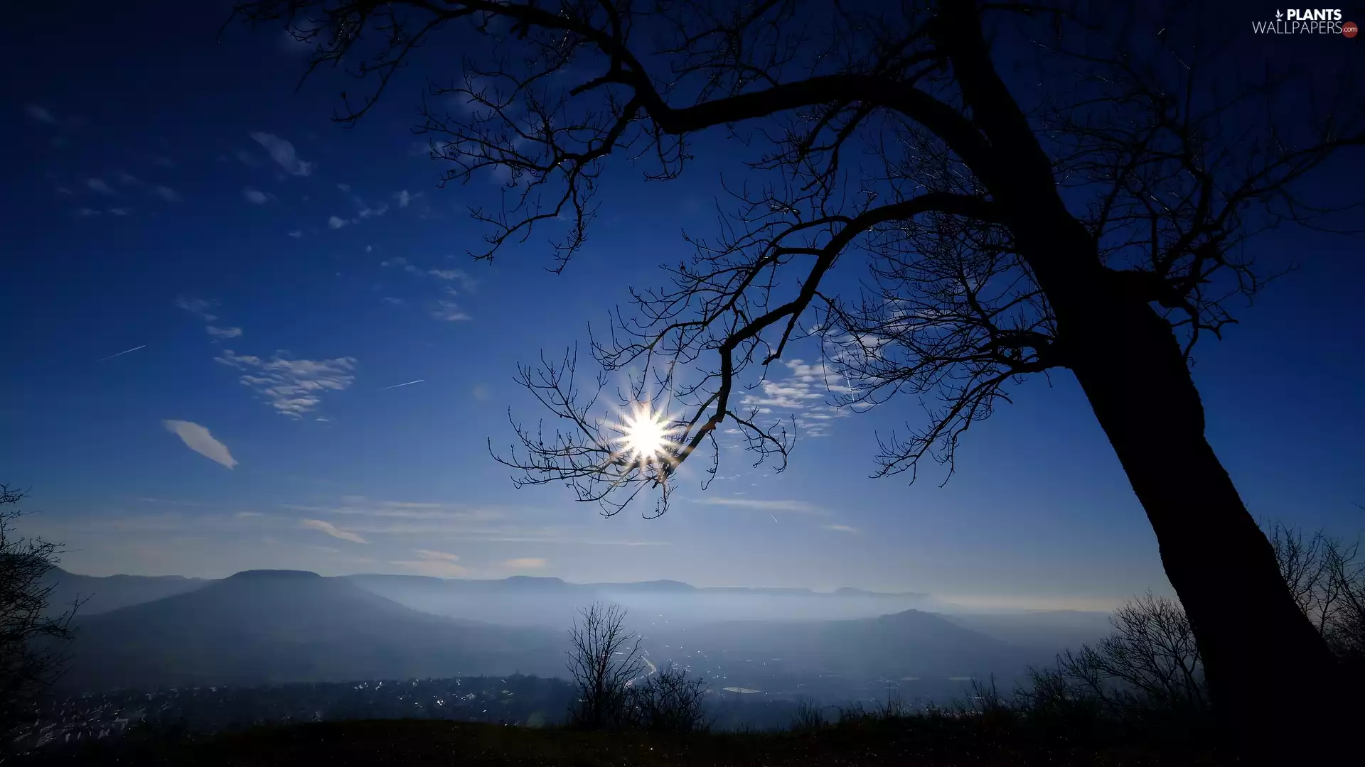 Fog, rays of the Sun, trees, Mountains, morning
