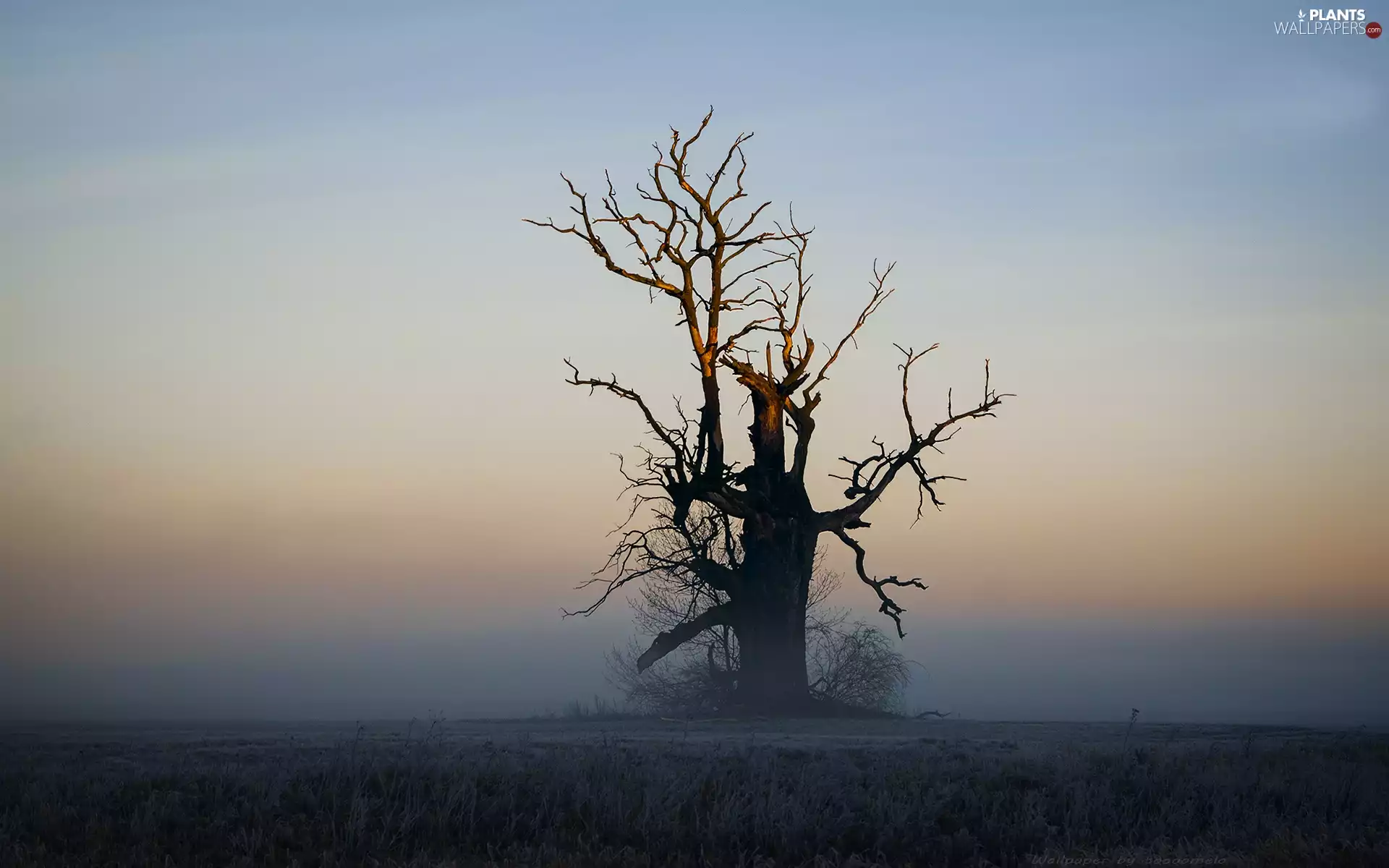 Old oak tree in Rogalin in the morning