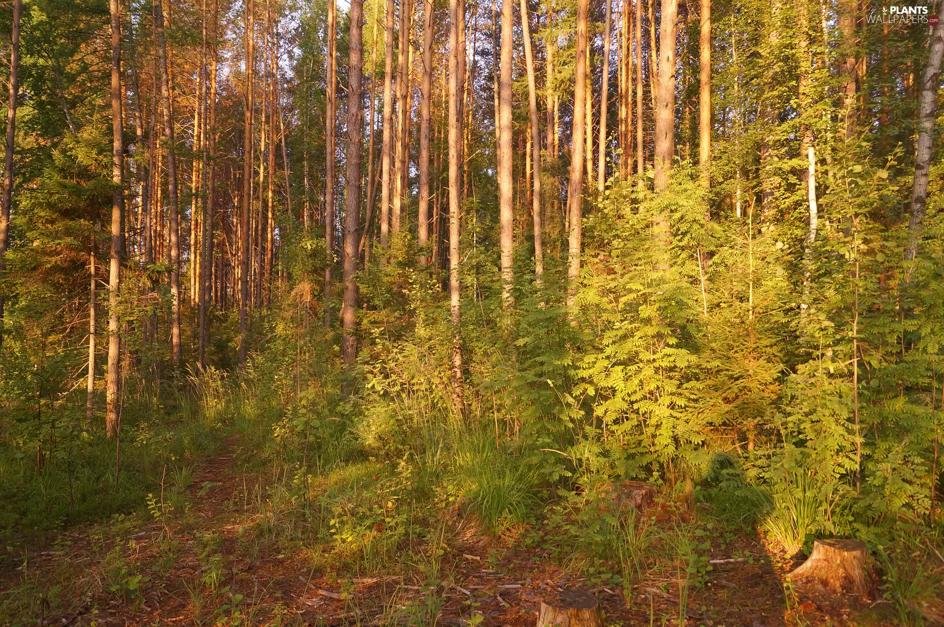 VEGETATION, morning, trees, viewes, forest
