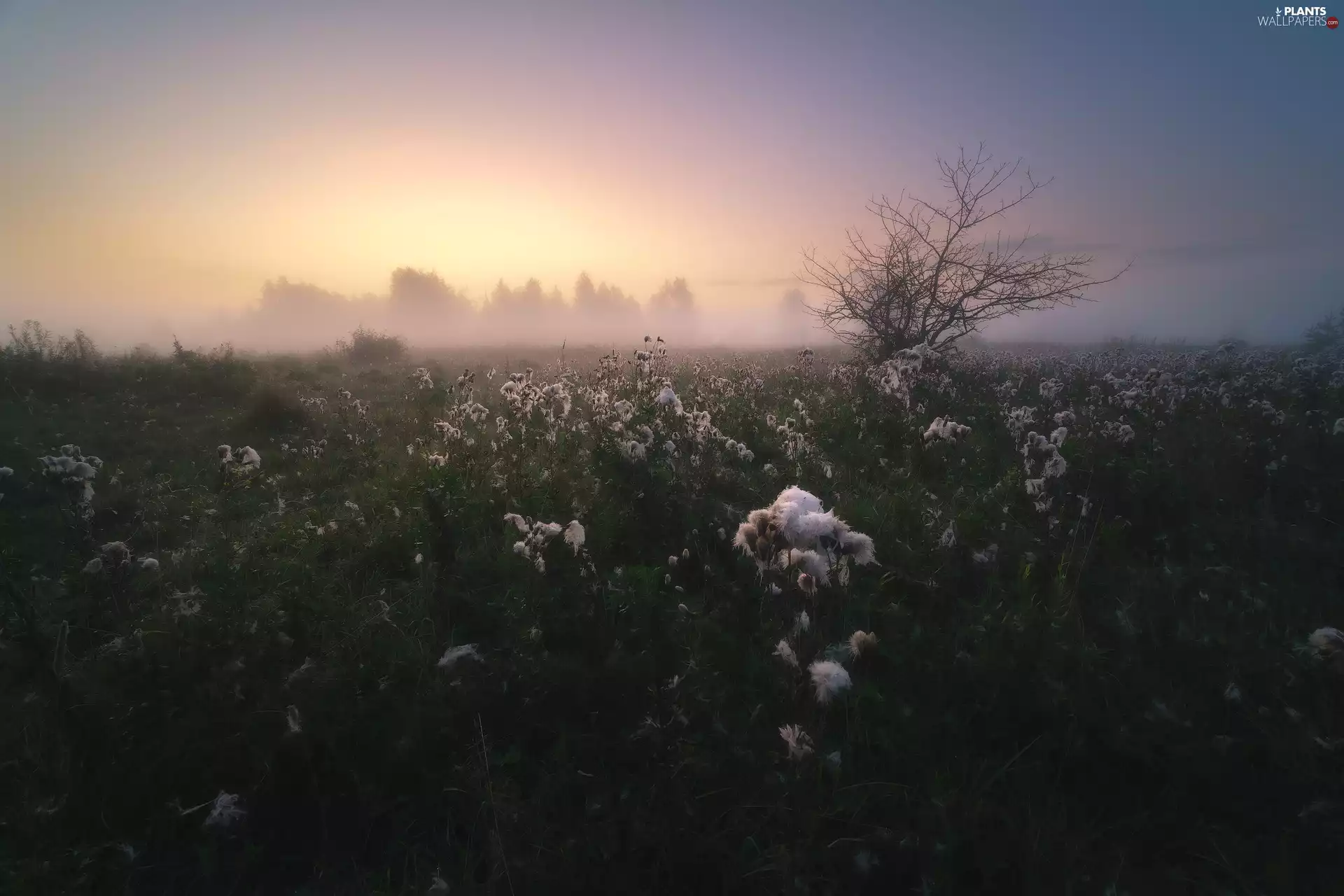 viewes, Fog, Plants, morning, Meadow, trees