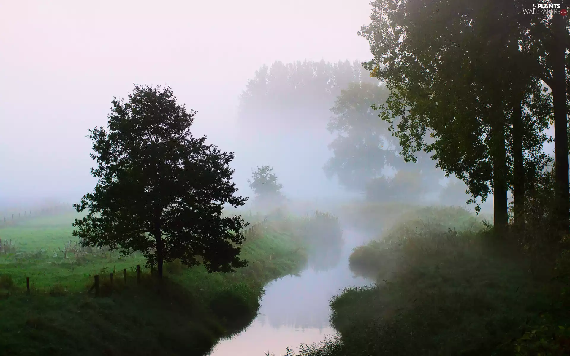 River, trees, Fog, morning, grass, viewes