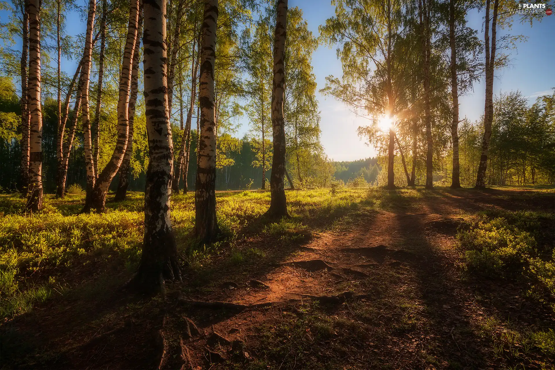 birch, morning, viewes, forest, trees