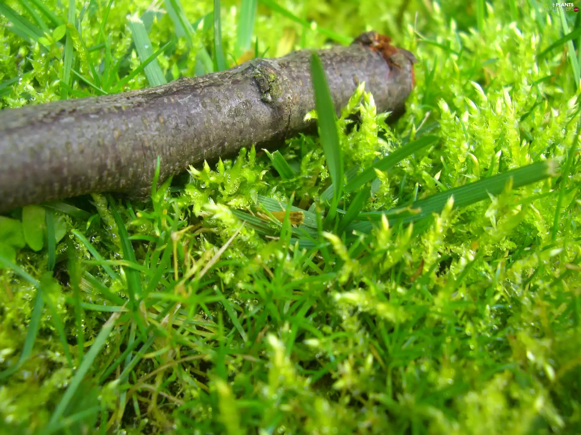 Moss, grass, branch