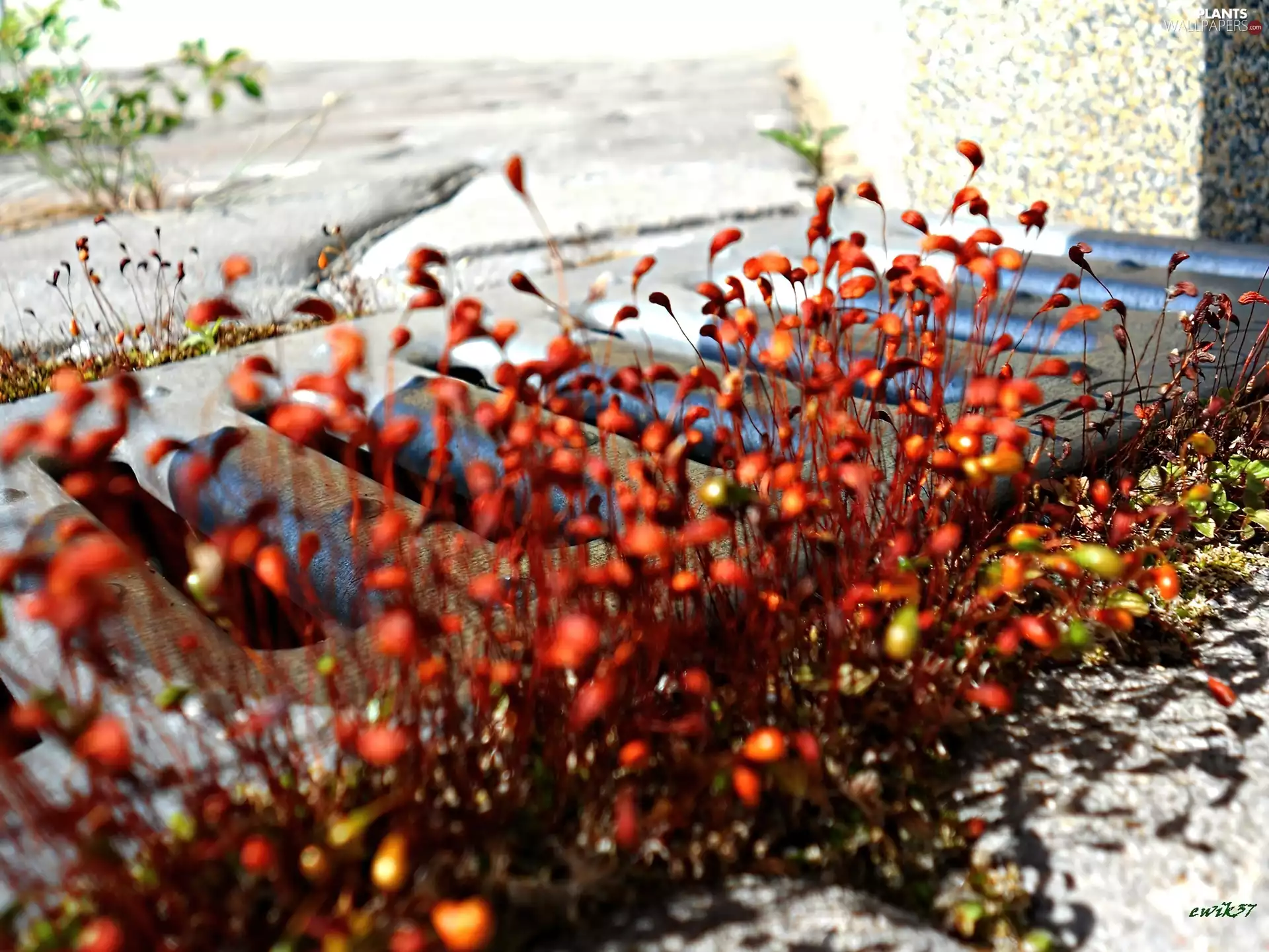 color, Pane, Rain, Moss