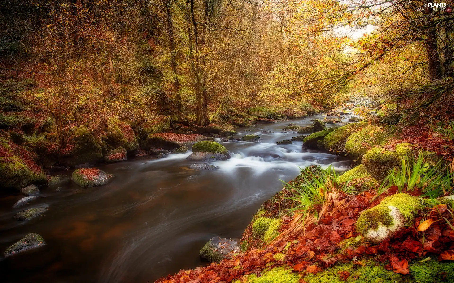 Moss, forest, viewes, Leaf, River, autumn, trees, Plants, fallen, Stones