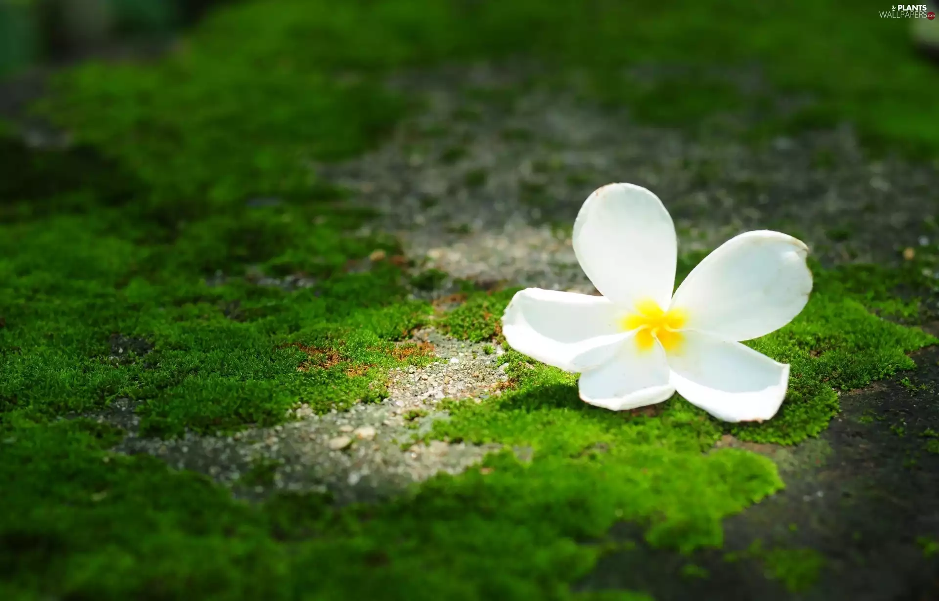 Moss, White, Flower