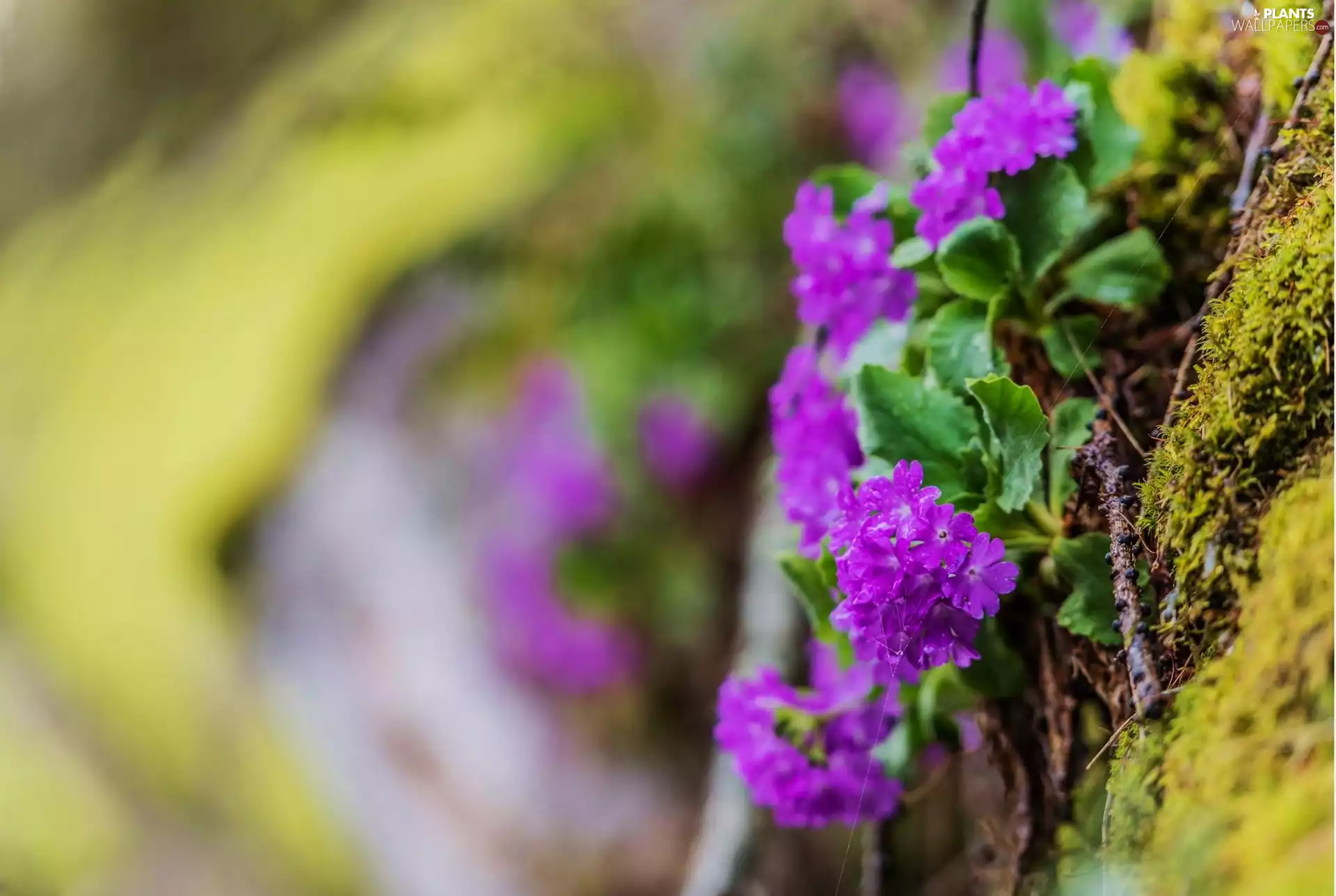 Moss, purple, Flowers