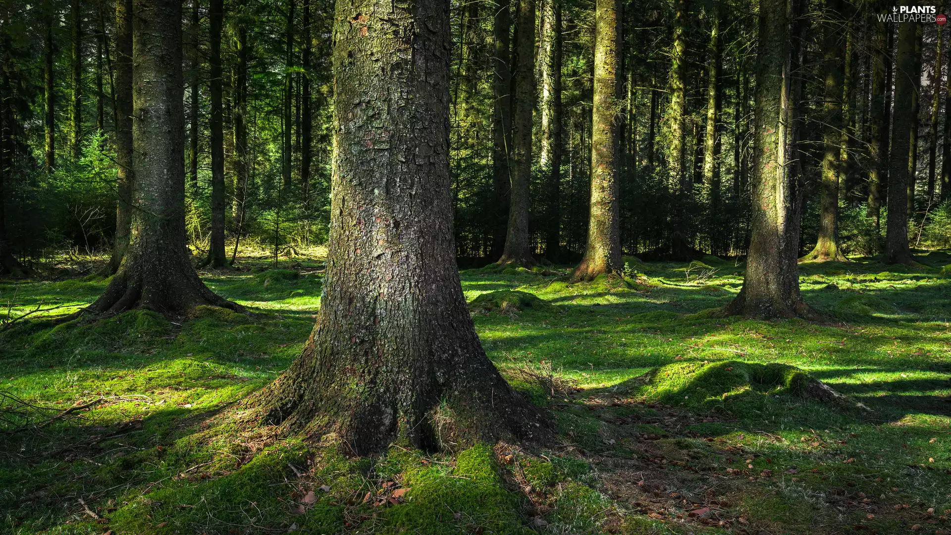viewes, Moss, forest, trees, Green
