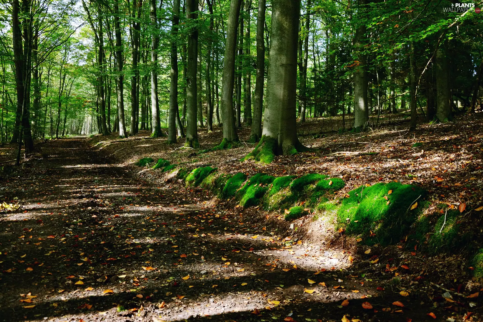 Path, Green, viewes, Moss, trees, forest