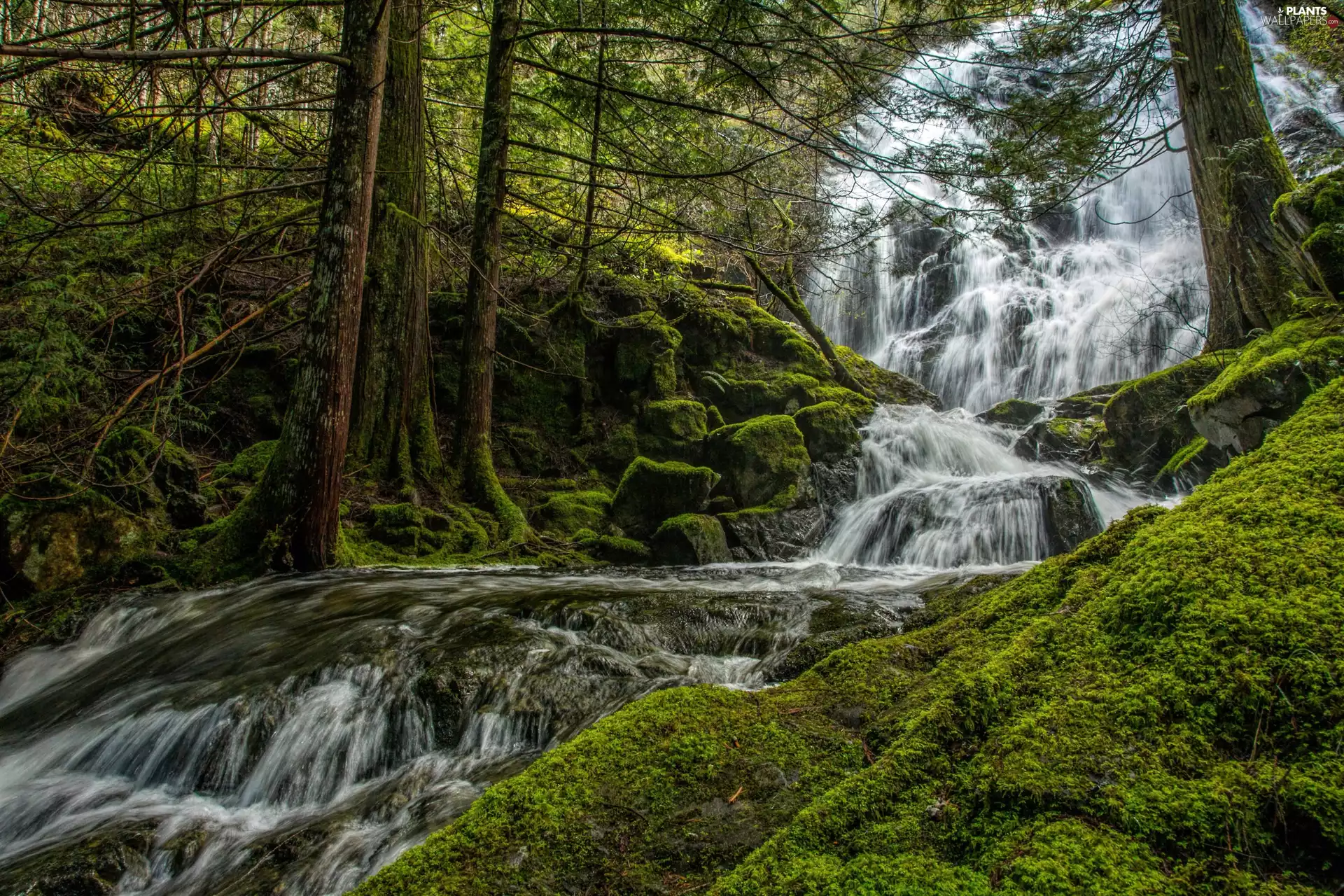 Moss, waterfall, forest