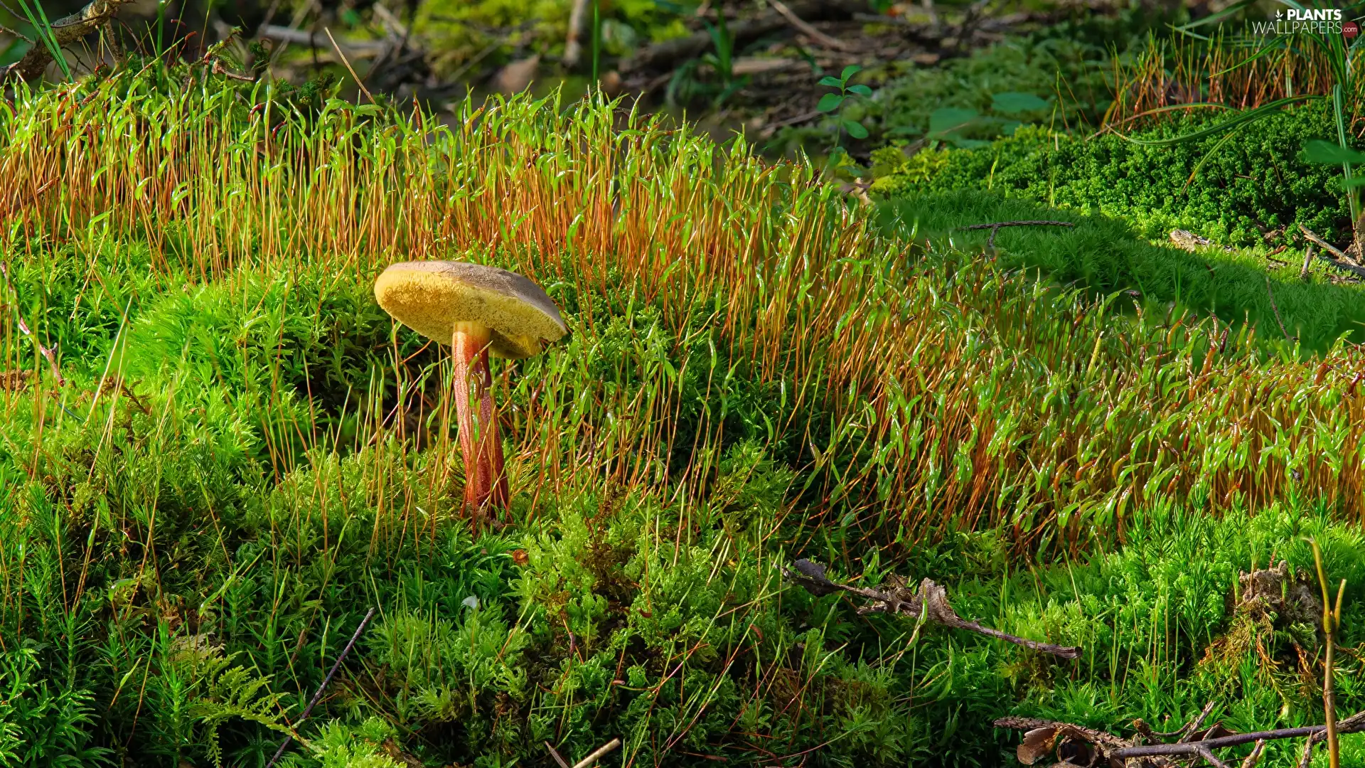 Moss, Mushrooms, grass