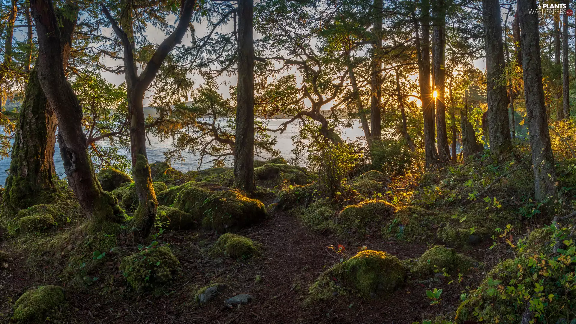 viewes, Bush, rays of the Sun, Moss, lake, trees, forest, VEGETATION