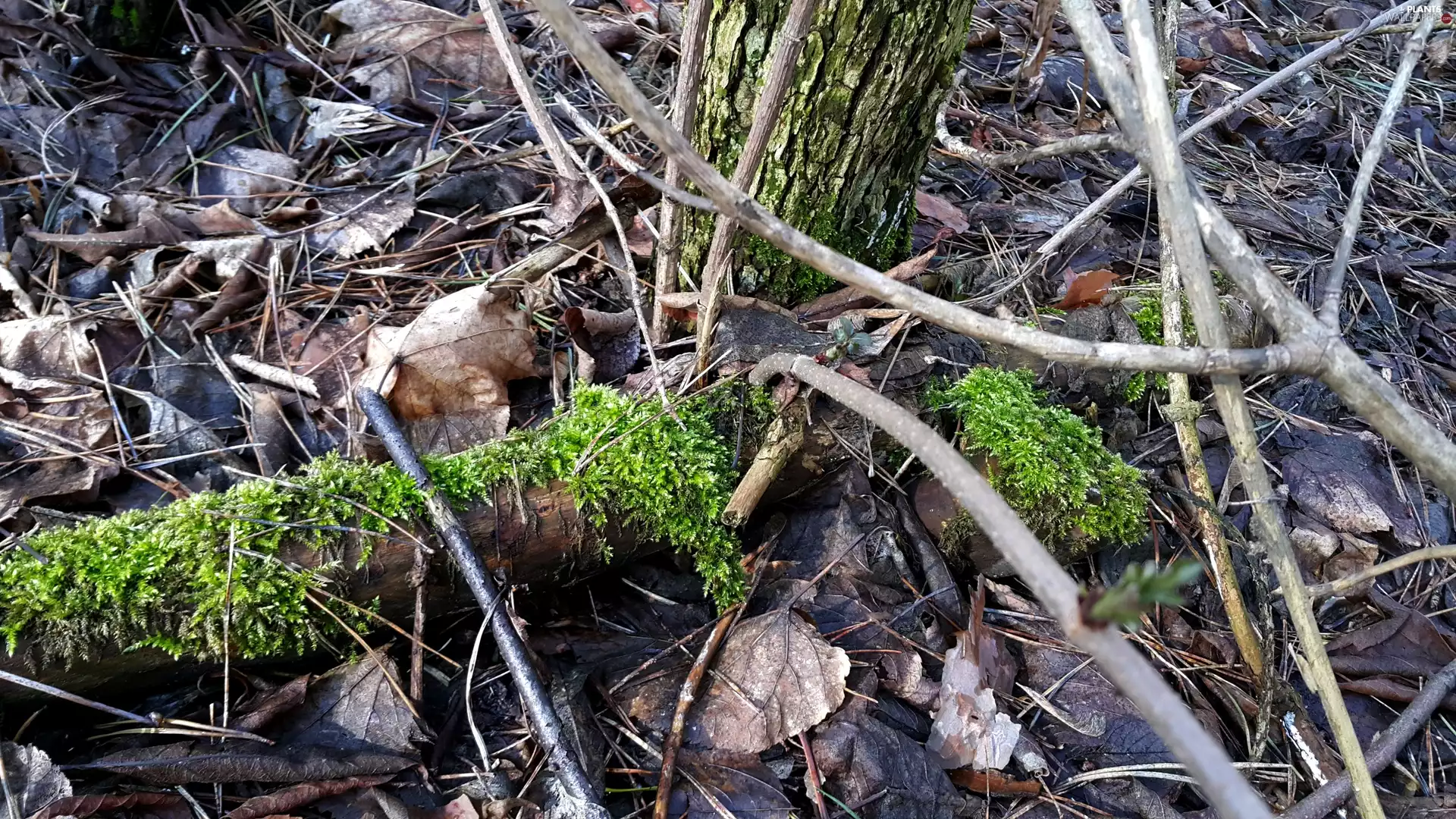 Leaf, litter, forest, Moss