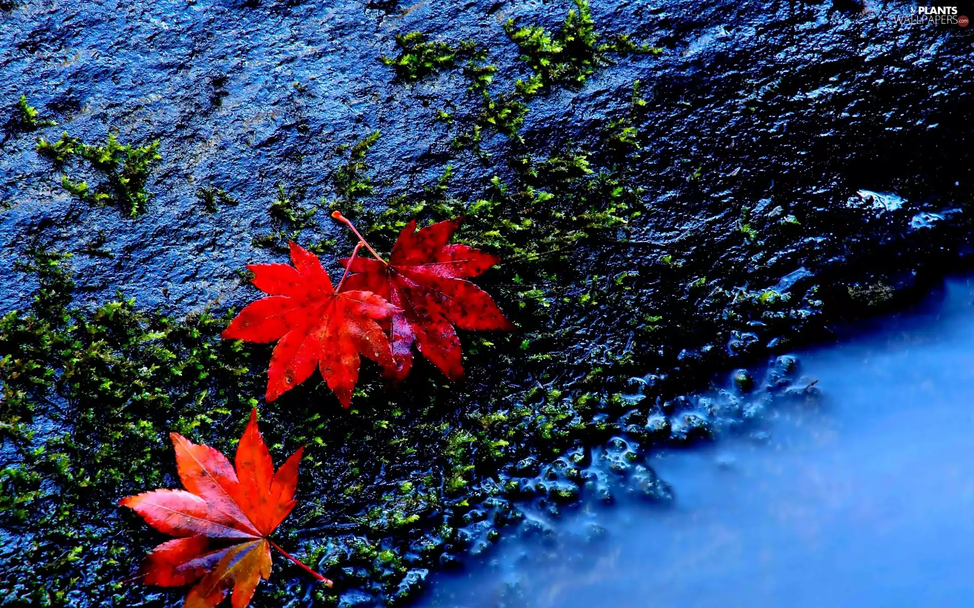 Moss, Red, Leaf