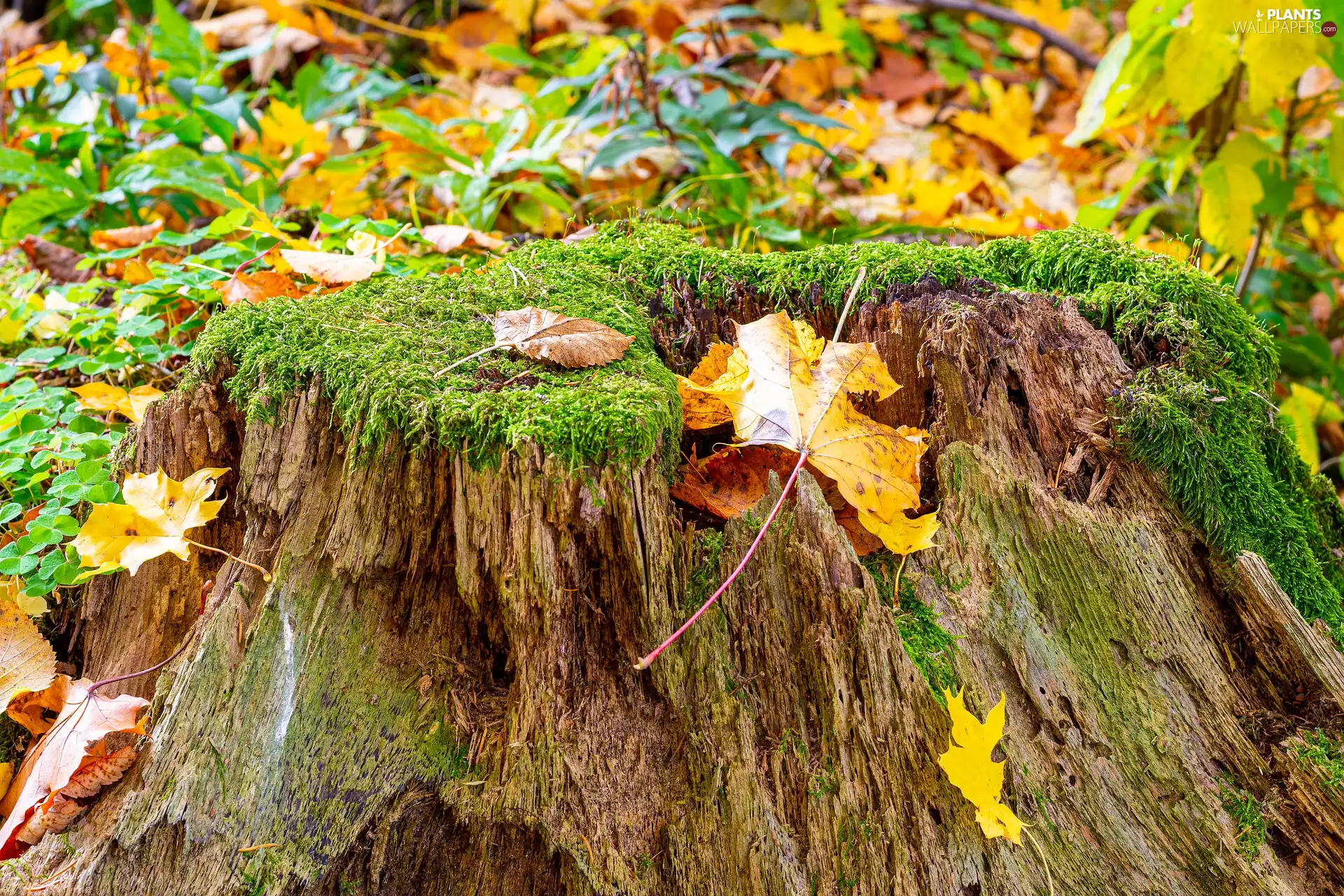 trunk, autumn, viewes, Moss, trees, Leaf