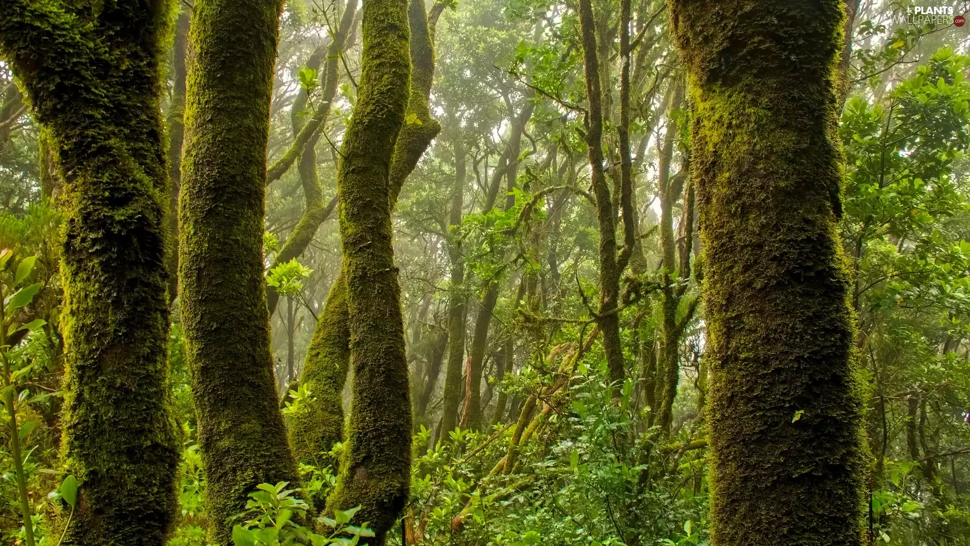 viewes, Moss, mossy, trees, forest