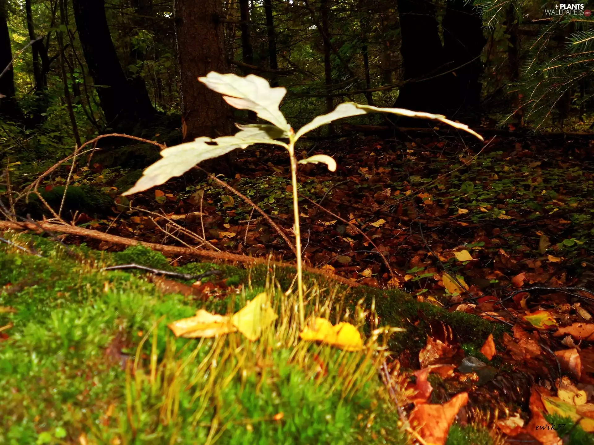 Great, small, viewes, Moss, trees, oak