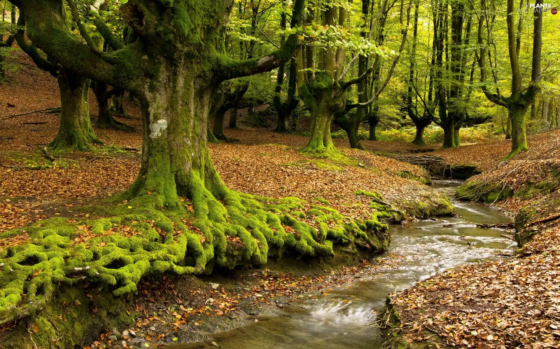 viewes, Moss, River, trees, forest