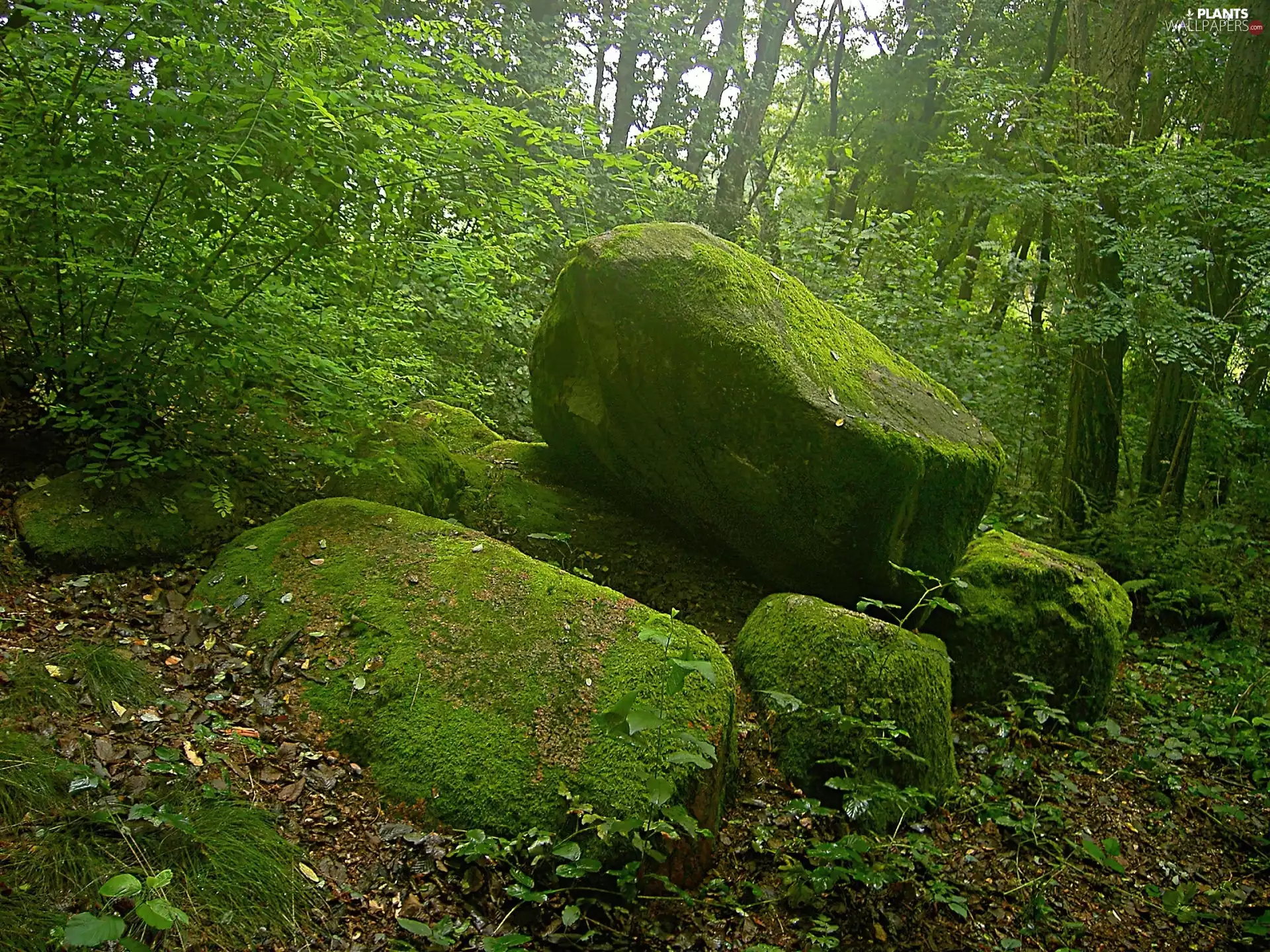 Moss, forest, Stones