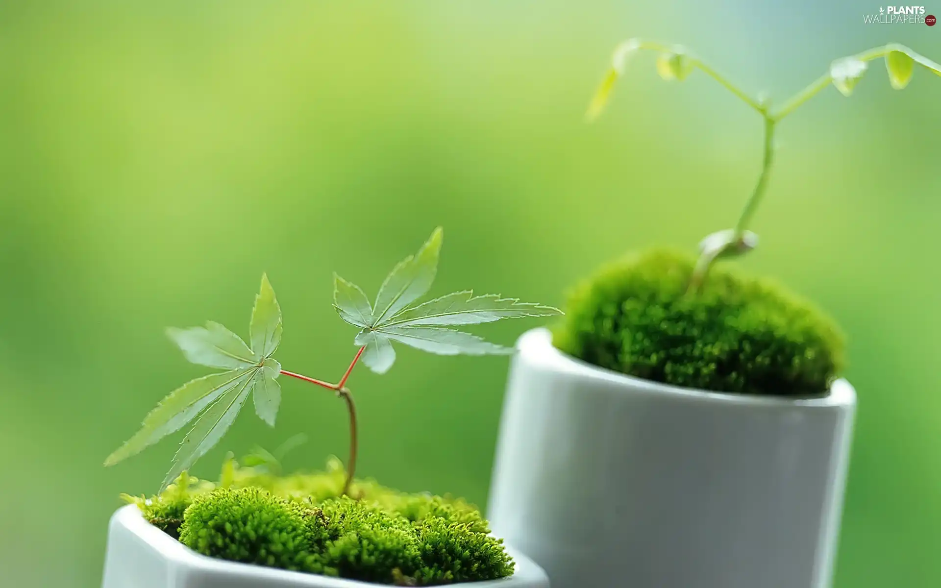 Moss, seedlings, tea