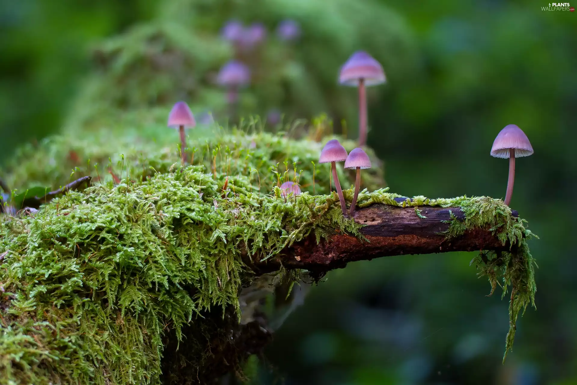 Moss, Close, Milking bonnet, Lod on the beach, mushrooms