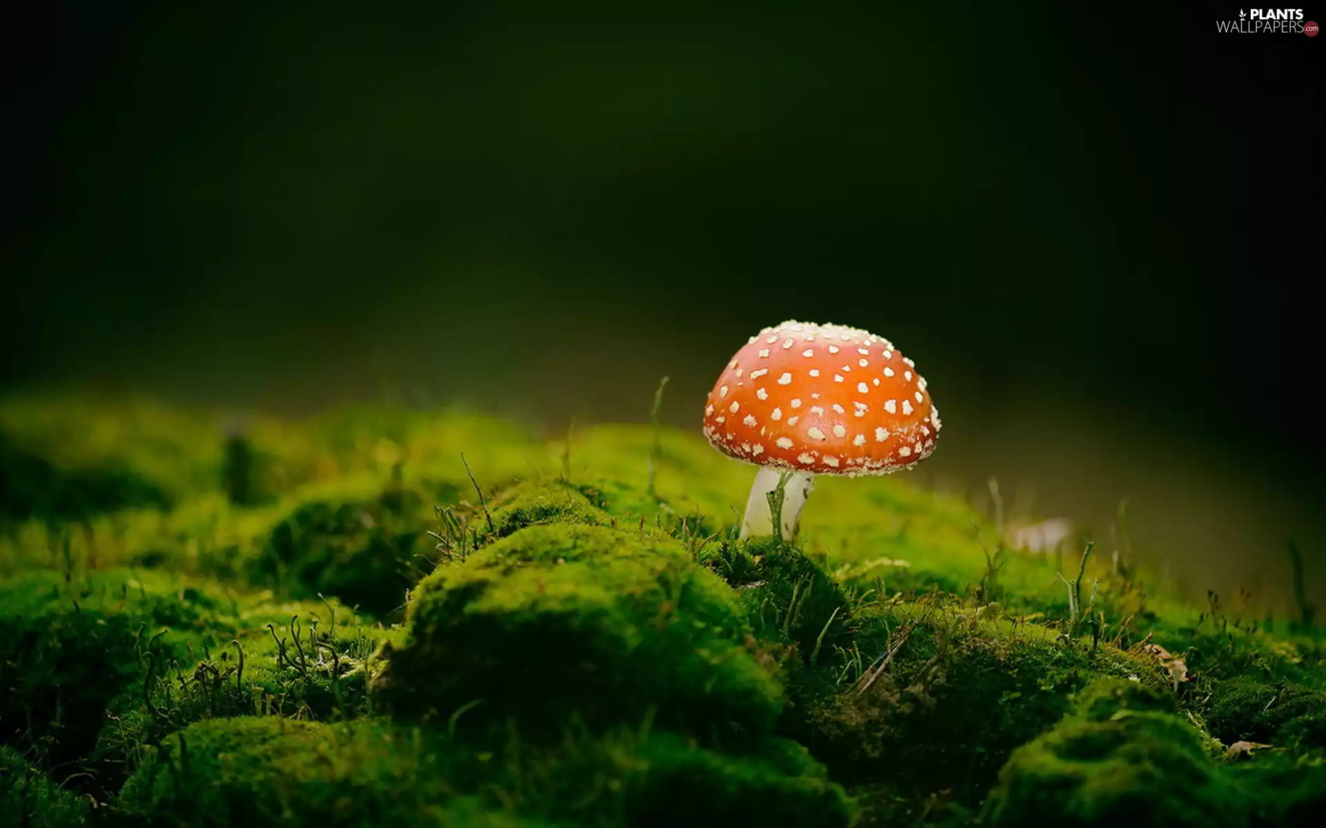 Moss, Mushrooms, toadstool