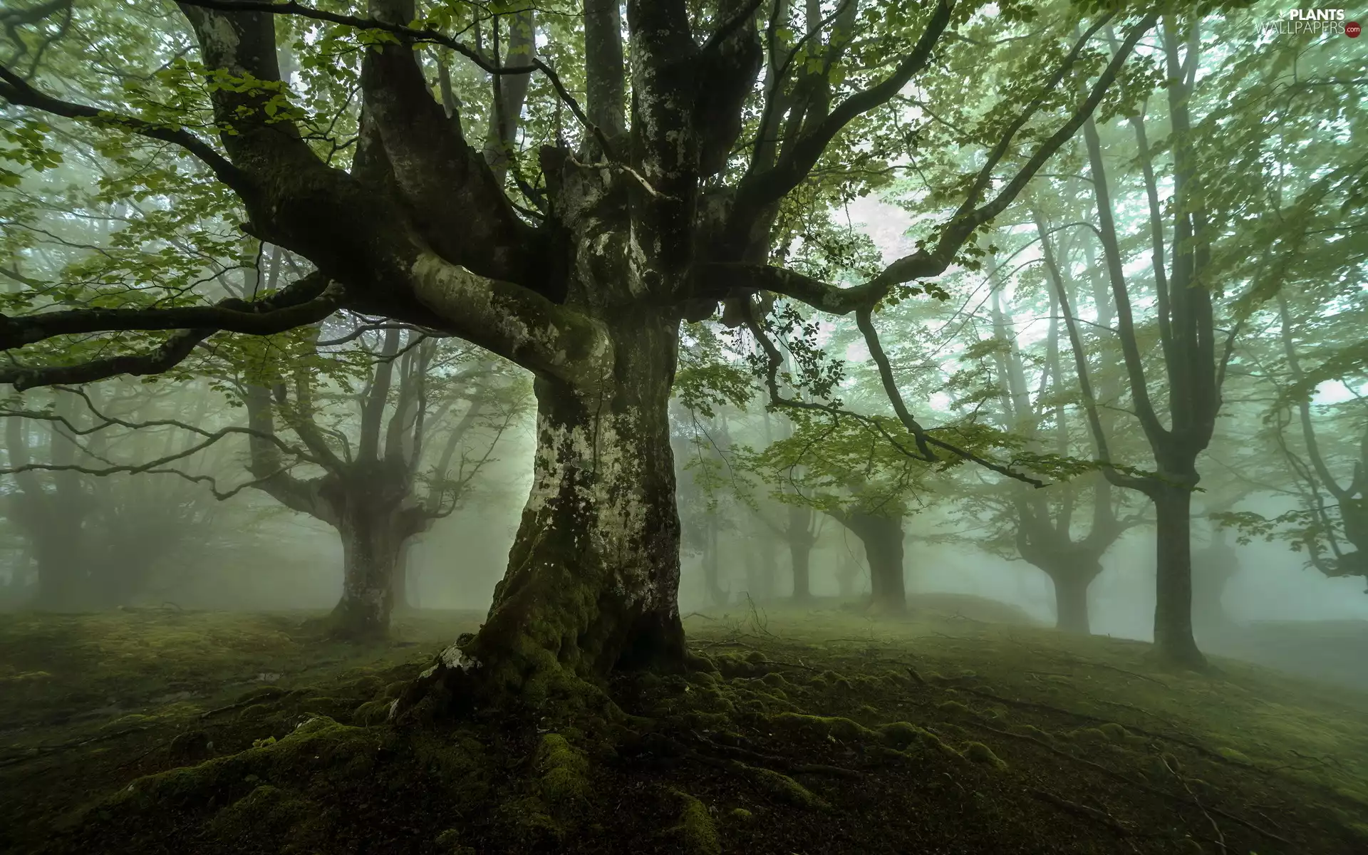 Fog, Moss, trees, viewes, forest